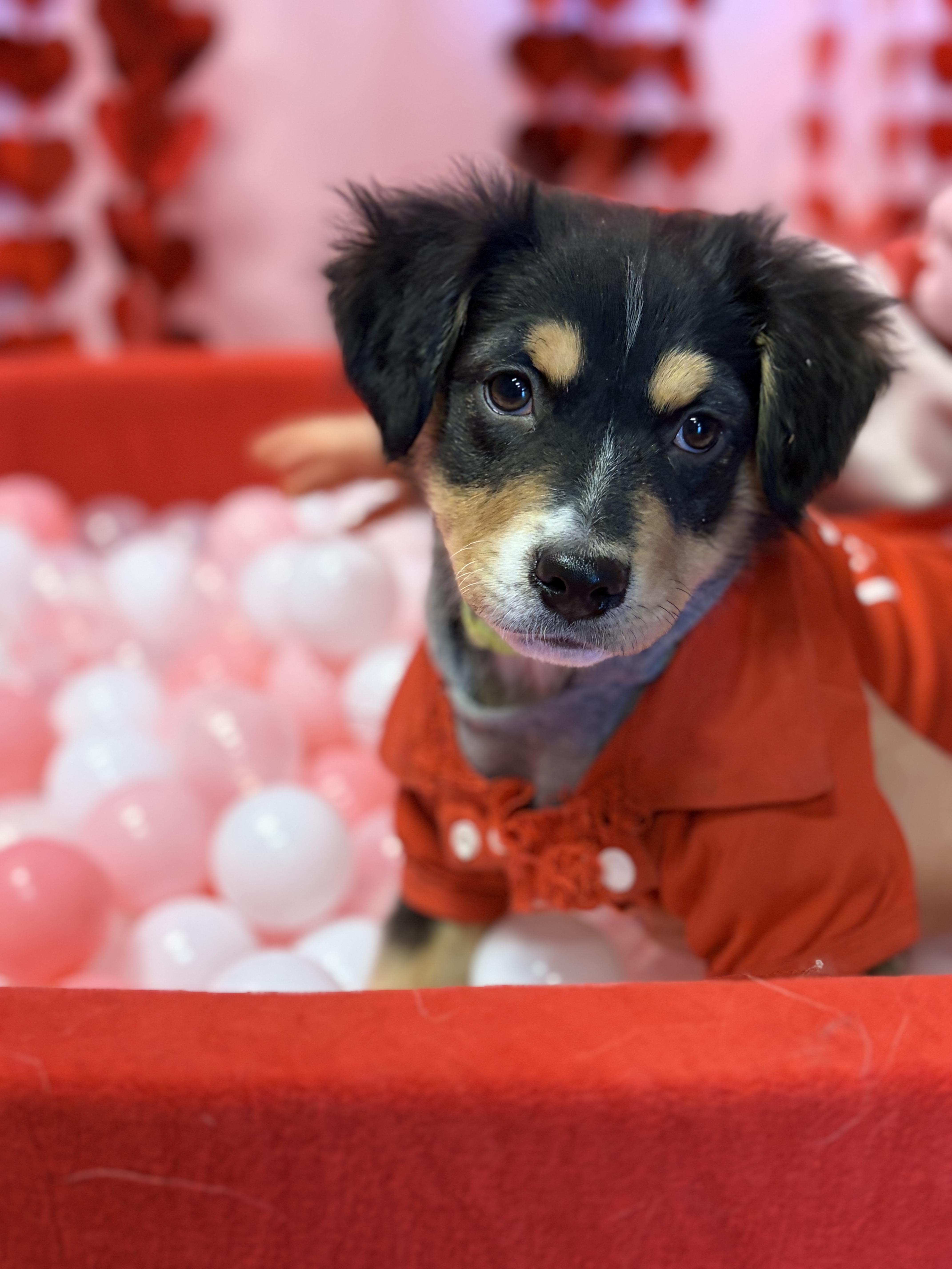 Jason , ADOPTABLE, Puppy Male Mixed Breed & Rottweiler.