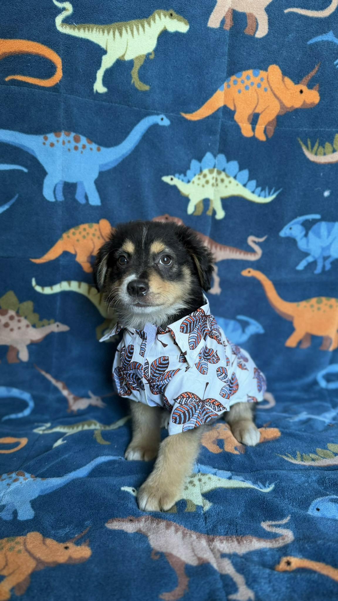 Enlarge Jason , a ADOPTABLE mixed breed in New York, NY image 2/6