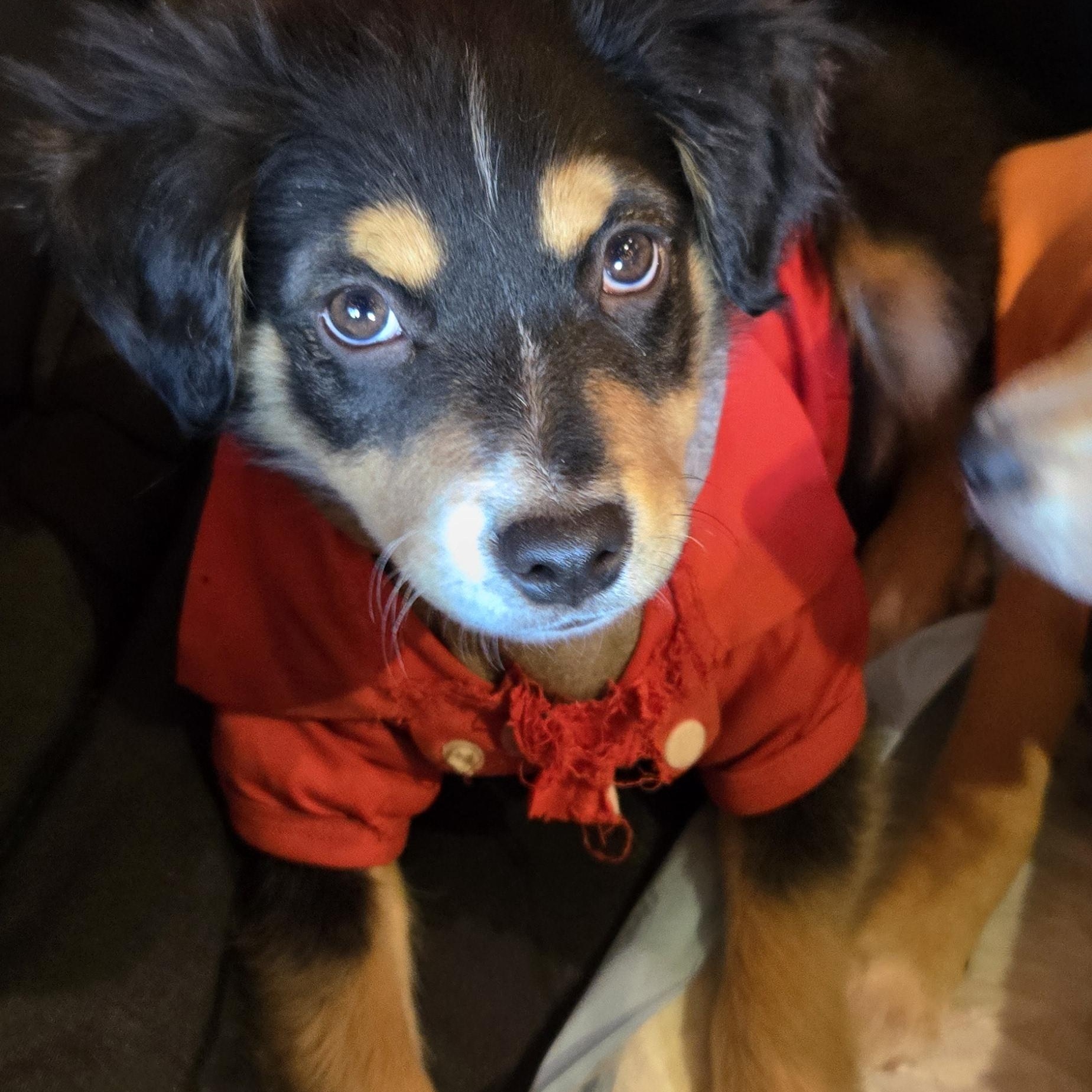 Enlarge Jason , a ADOPTABLE mixed breed in New York, NY image 5/6