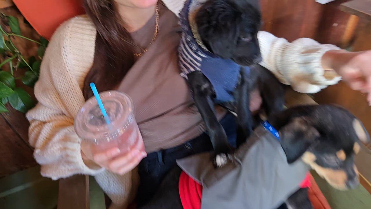 Enlarge Jason , a ADOPTABLE mixed breed in New York, NY video 3/6