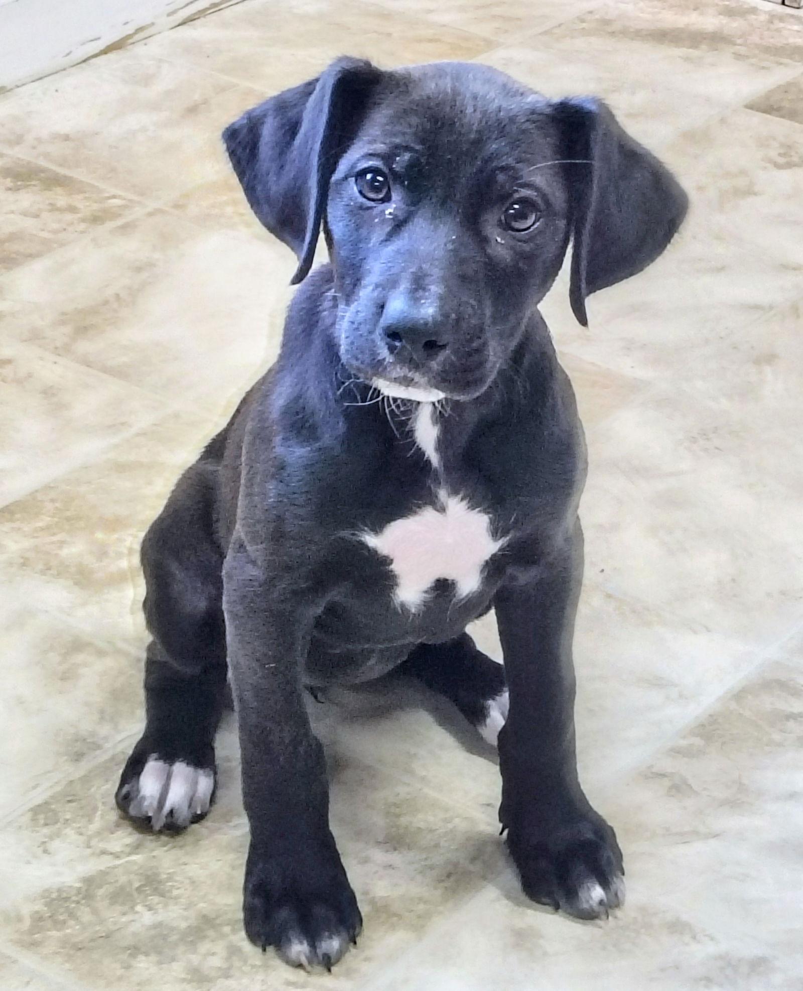 Enlarge Pumpkin, a Adoptable Labrador Retriever in Raleigh, NC image 1/3