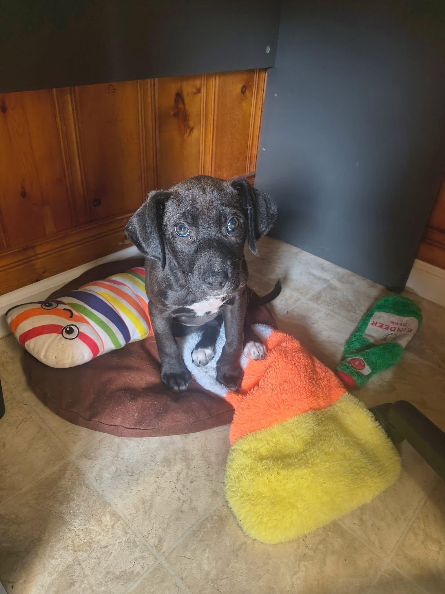 Enlarge Pumpkin, a Adoptable Labrador Retriever in Raleigh, NC image 2/3