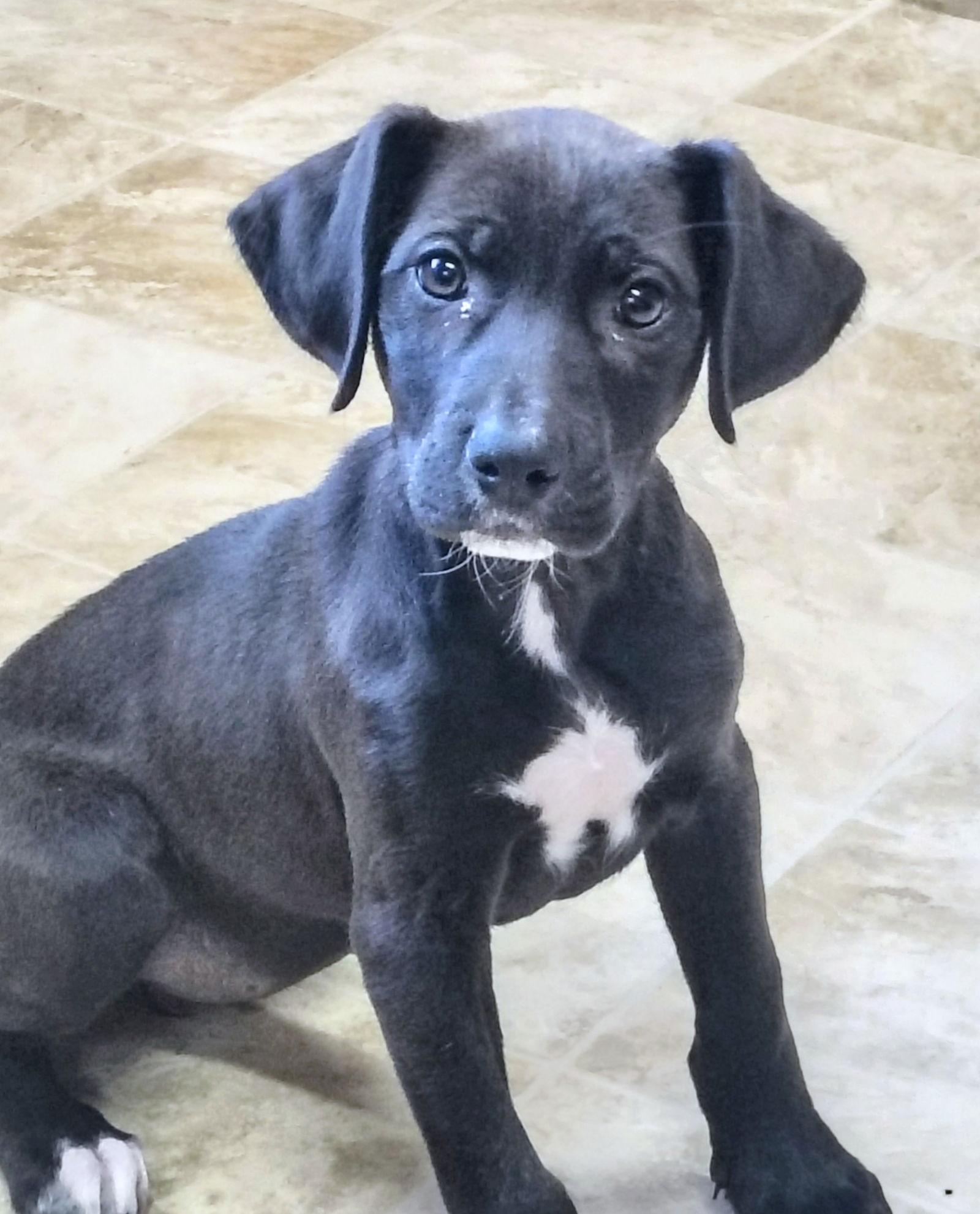 Enlarge Pumpkin, a Adoptable Labrador Retriever in Raleigh, NC image 3/3