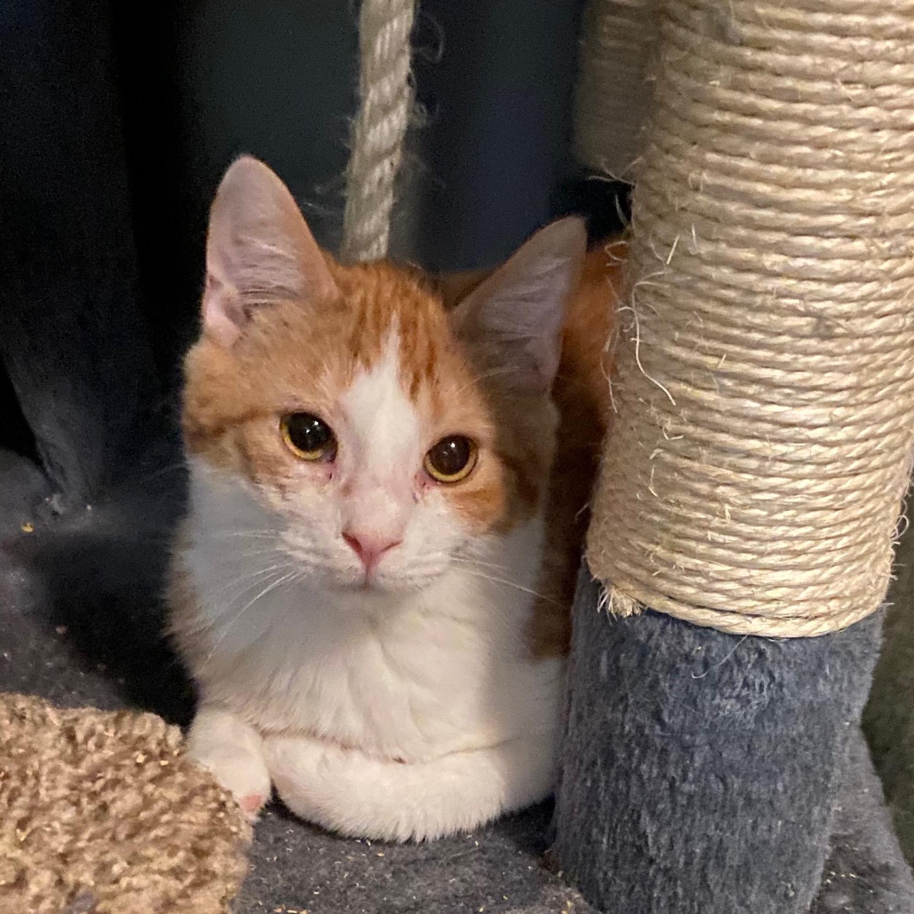 Enlarge Jensen, a Adoptable mixed breed in Andover, MN image 1/1