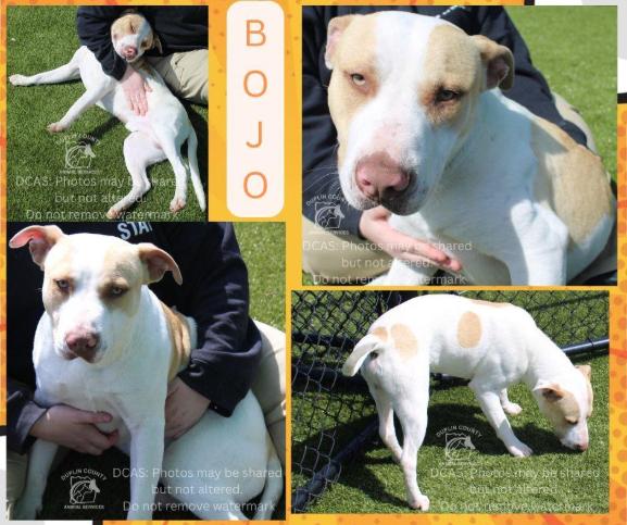 Bojo | needs foster to leave high kill shelter, ADOPTABLE, Adult Male Staffordshire Bull Terrier.