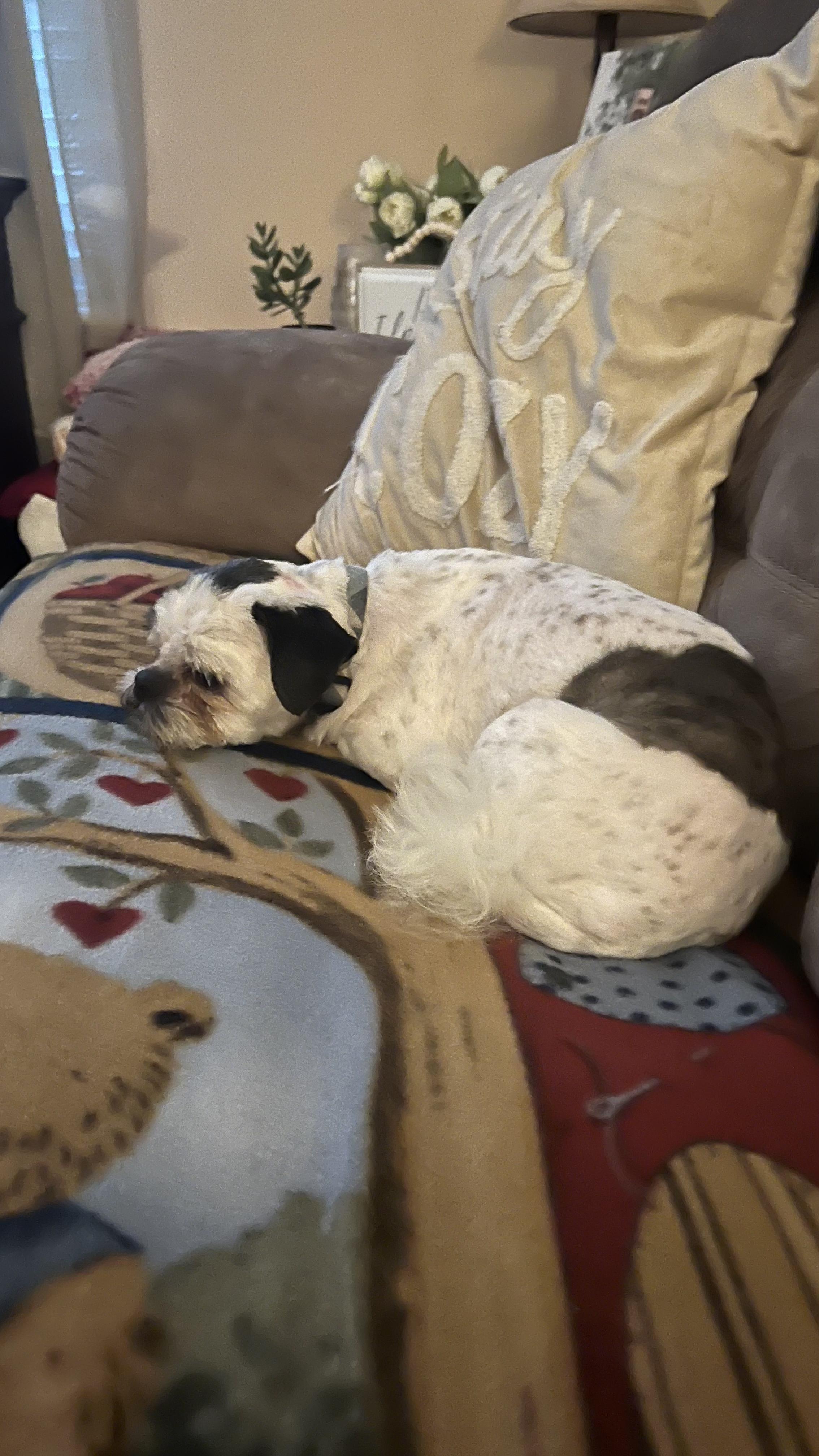 Enlarge Sterling , an adopted Shih Tzu in Lexington, KY image 2/3