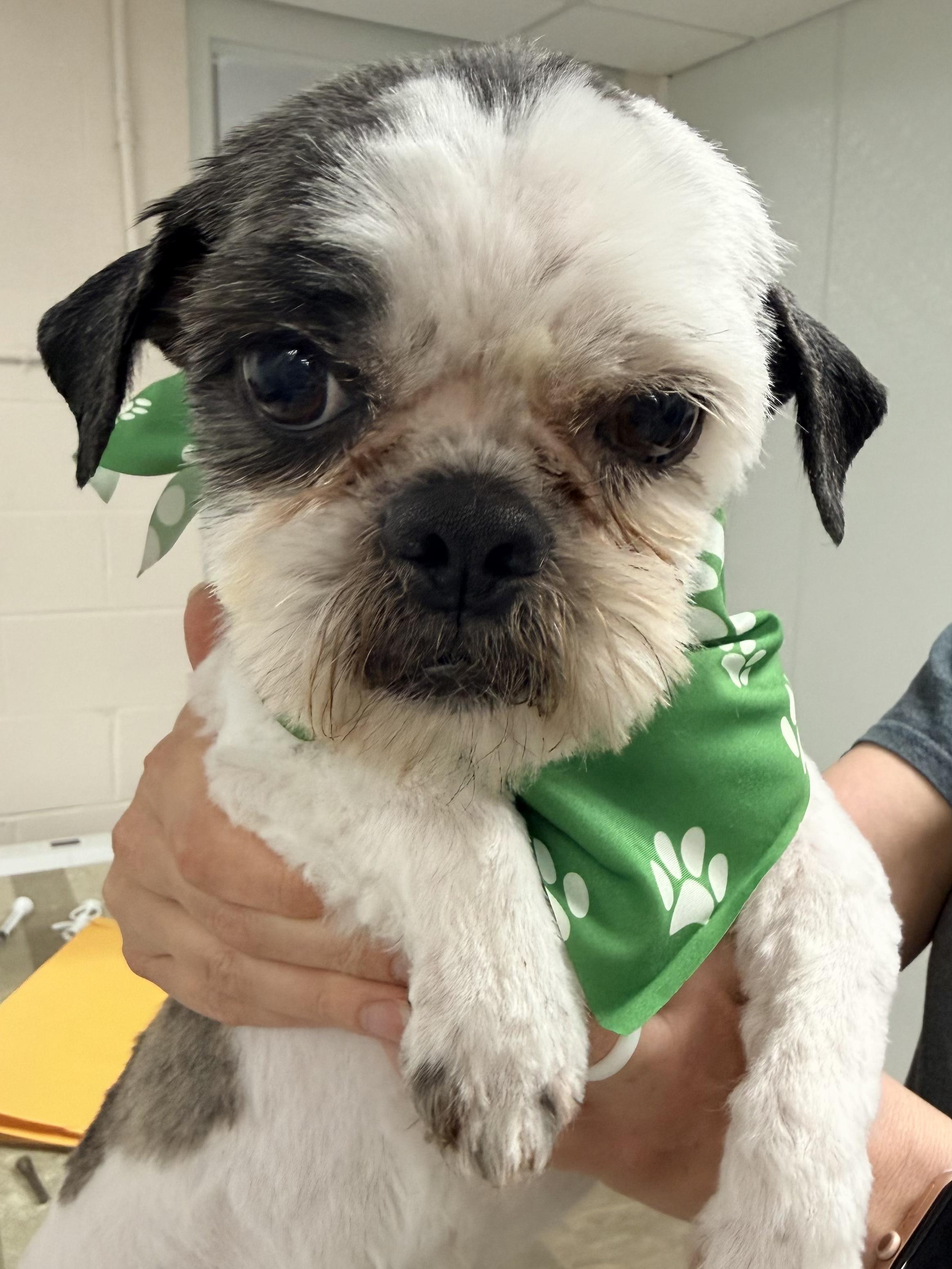 Enlarge Sterling , an adopted Shih Tzu in Lexington, KY image 1/3