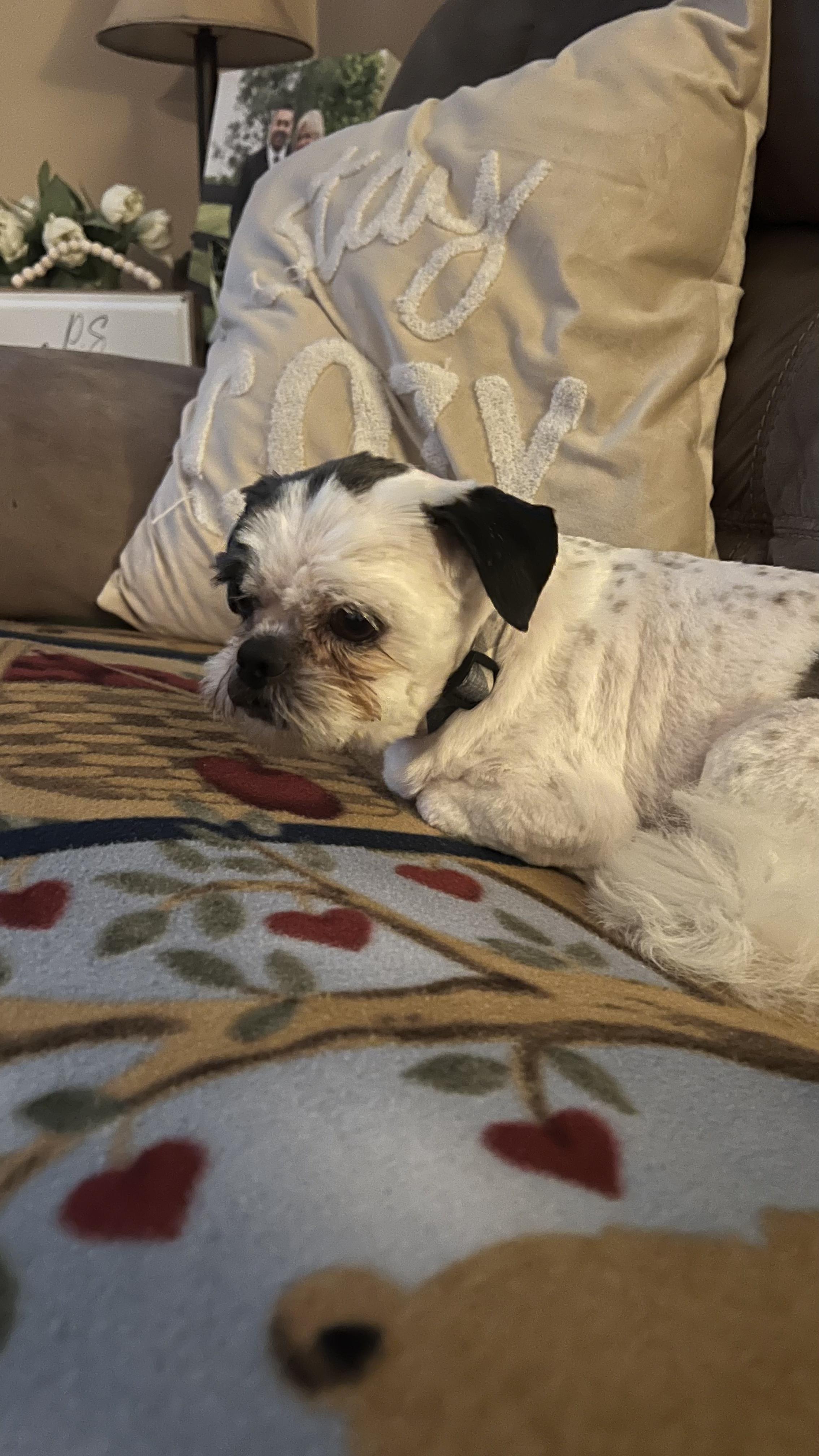 Enlarge Sterling , an adopted Shih Tzu in Lexington, KY image 3/3