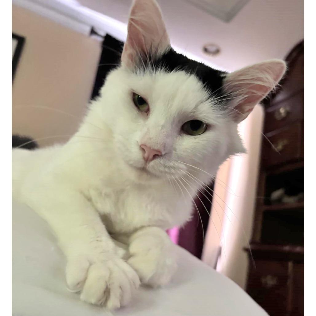 Pepper, Adoptable, Young Male Domestic Medium Hair.