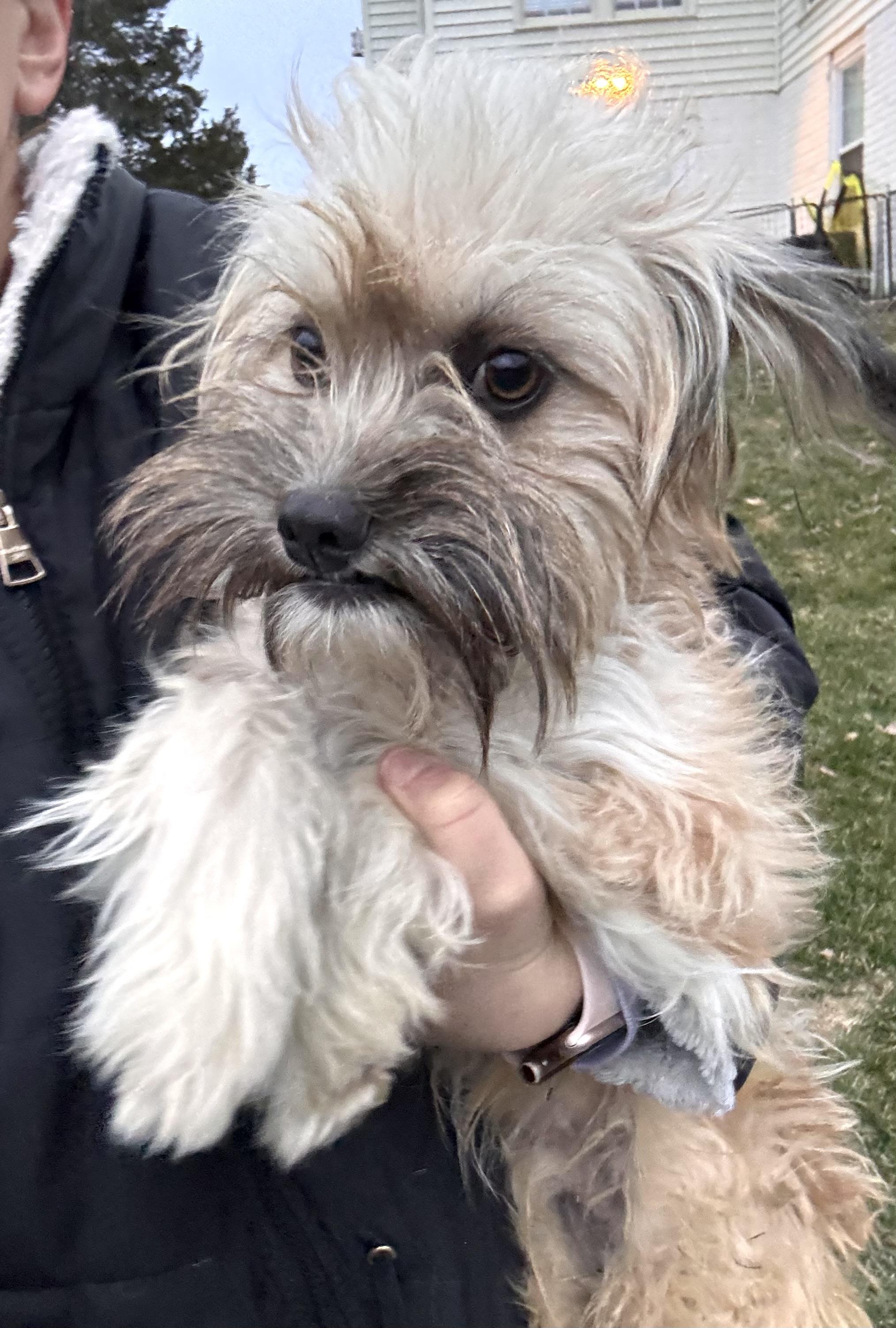 Enlarge Tater, a ADOPTABLE mixed breed in Lovettsville, VA image 4/6