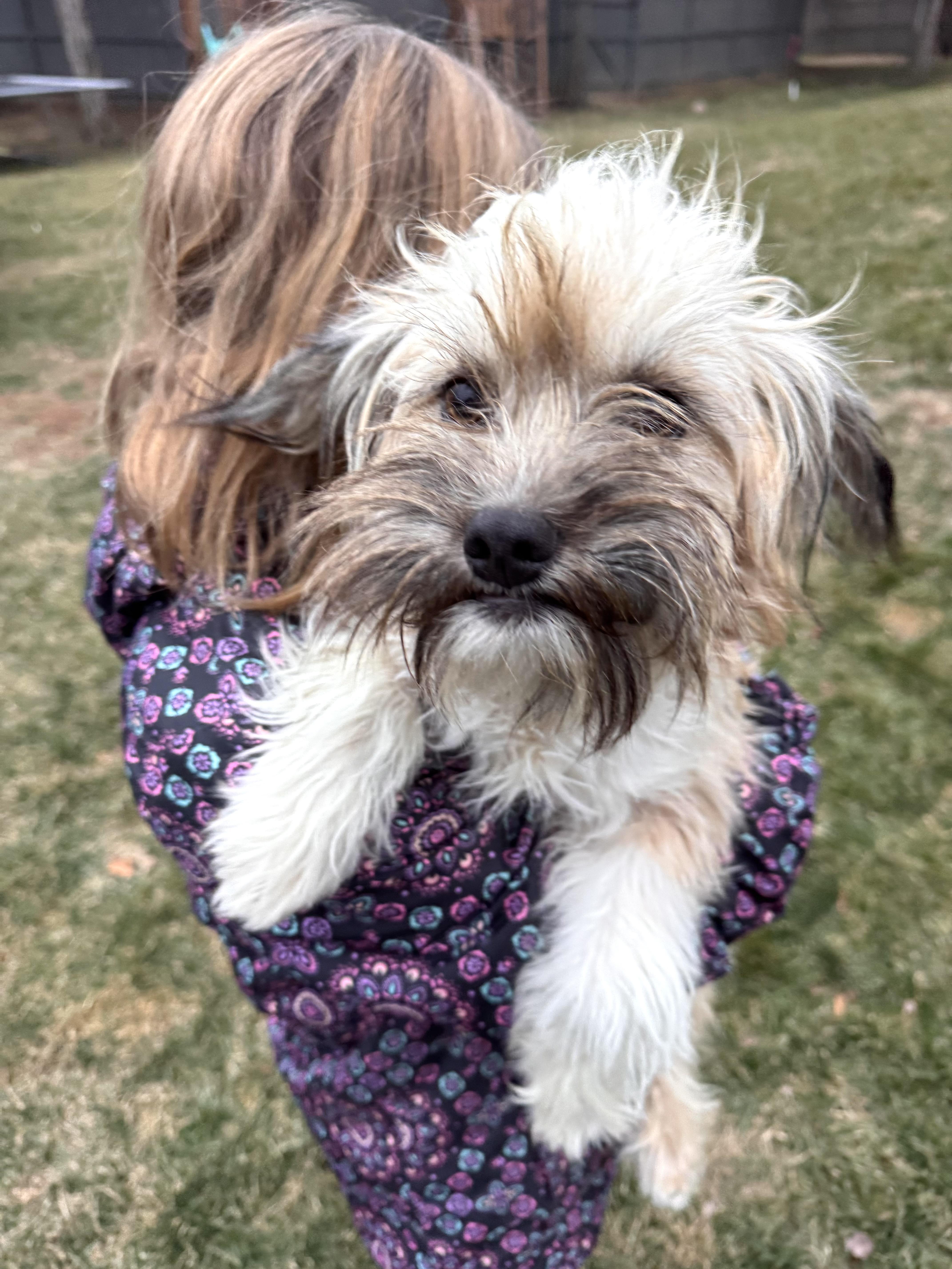 Tater, ADOPTABLE, Young Male Shih Tzu.