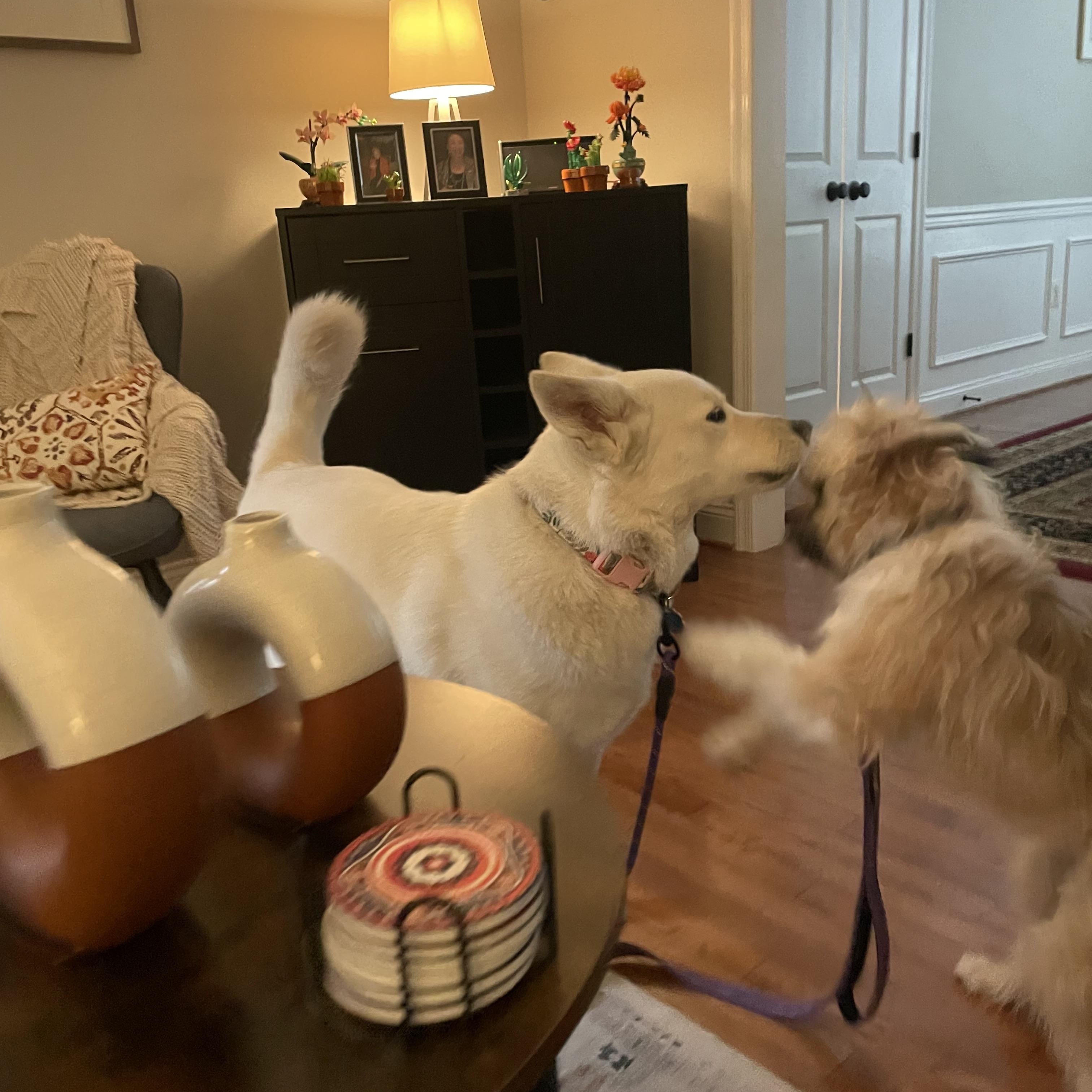 Enlarge Tater, a ADOPTABLE mixed breed in Lovettsville, VA image 2/6