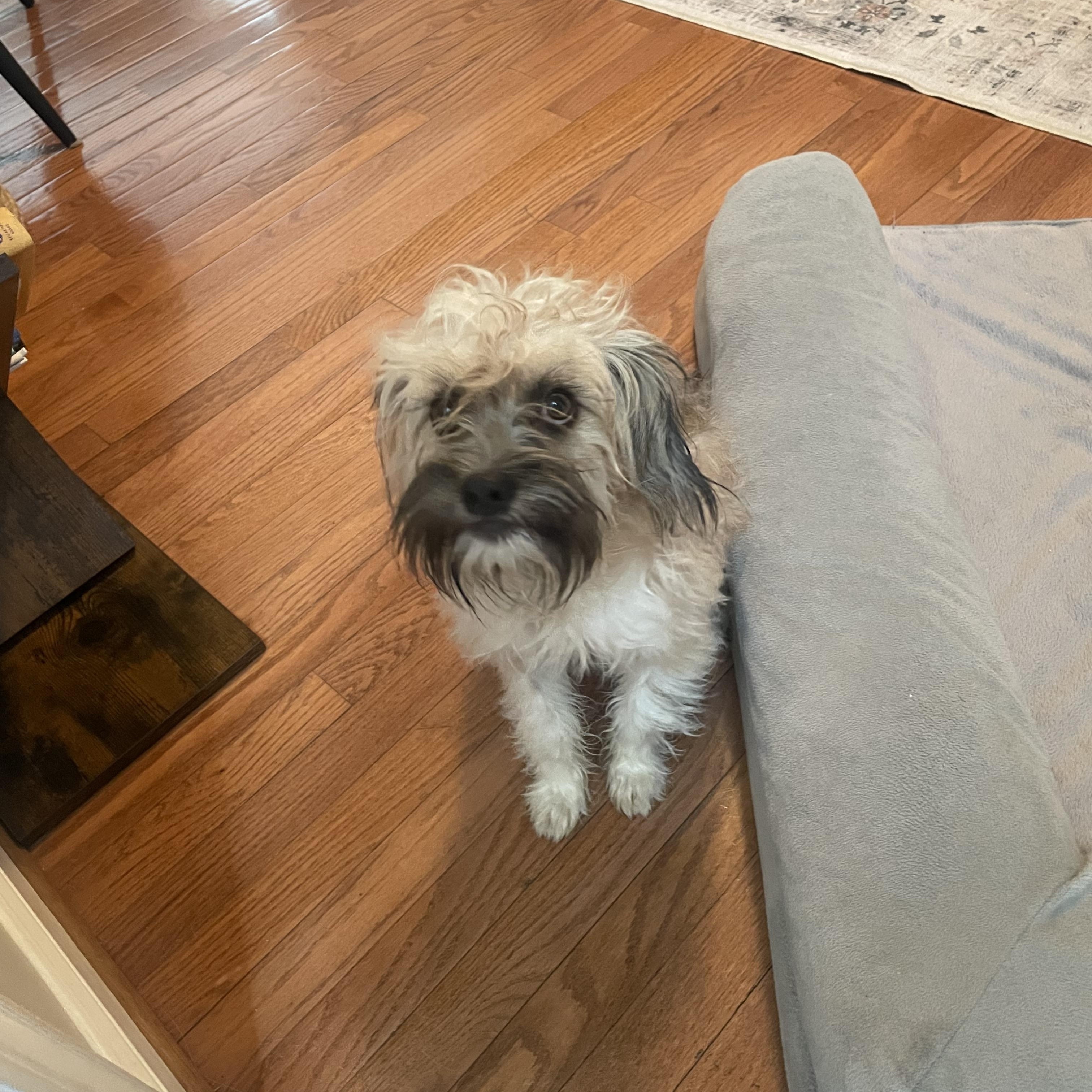 Enlarge Tater, a ADOPTABLE mixed breed in Lovettsville, VA image 3/6