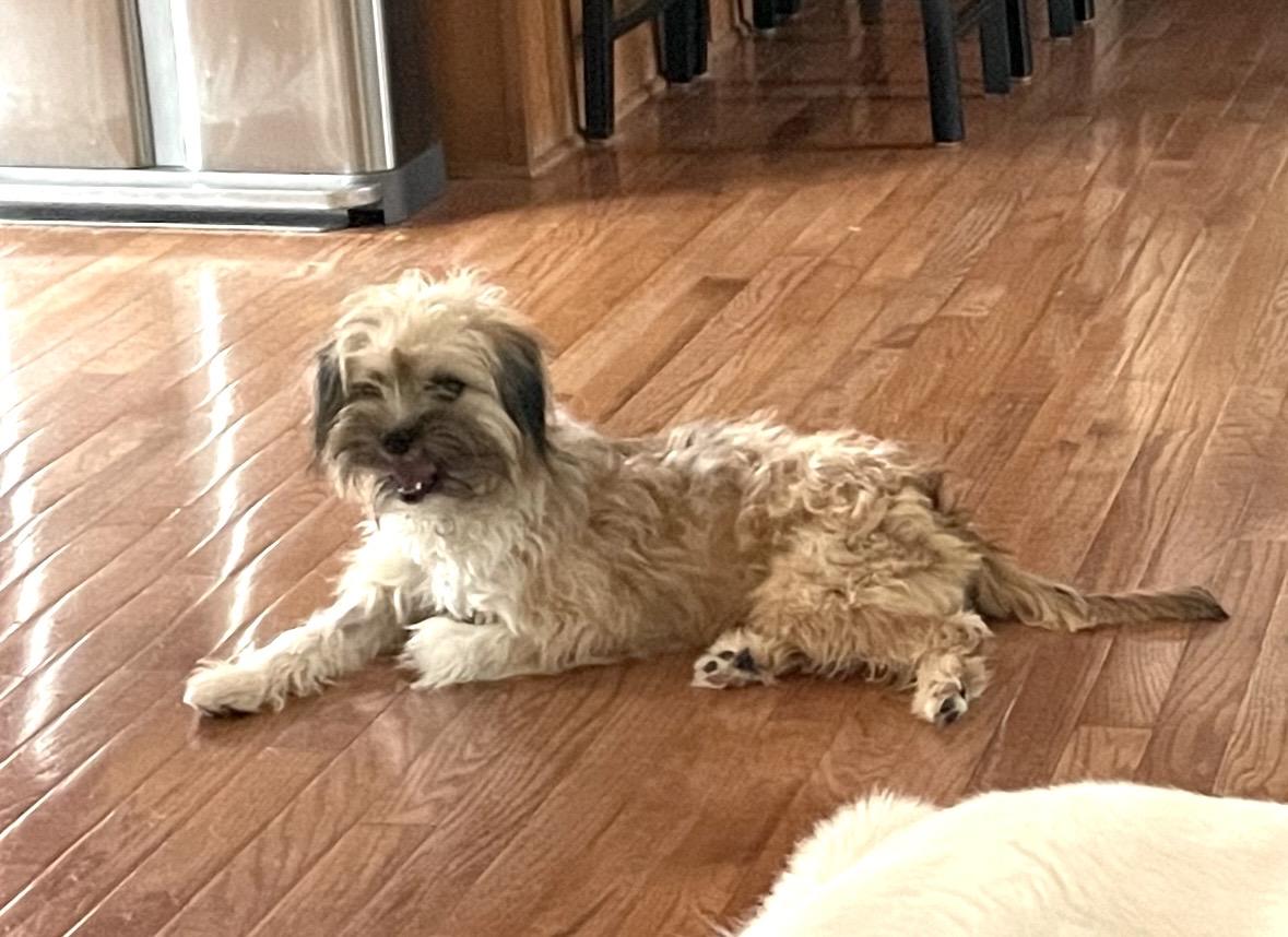 Enlarge Tater, a ADOPTABLE mixed breed in Lovettsville, VA image 6/6