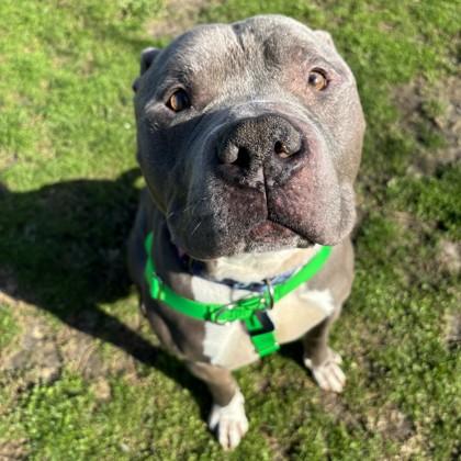 Scooby, Adoptable, Adult Male Pit Bull Terrier & Mixed Breed.