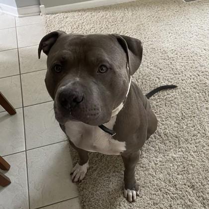 Enlarge Scooby, a Adoptable mixed breed in Wheaton, IL image 2/3