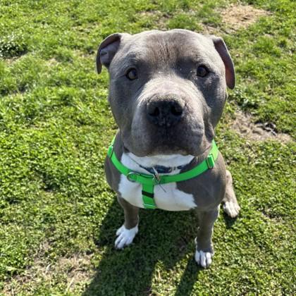 Enlarge Scooby, a Adoptable mixed breed in Wheaton, IL image 3/3