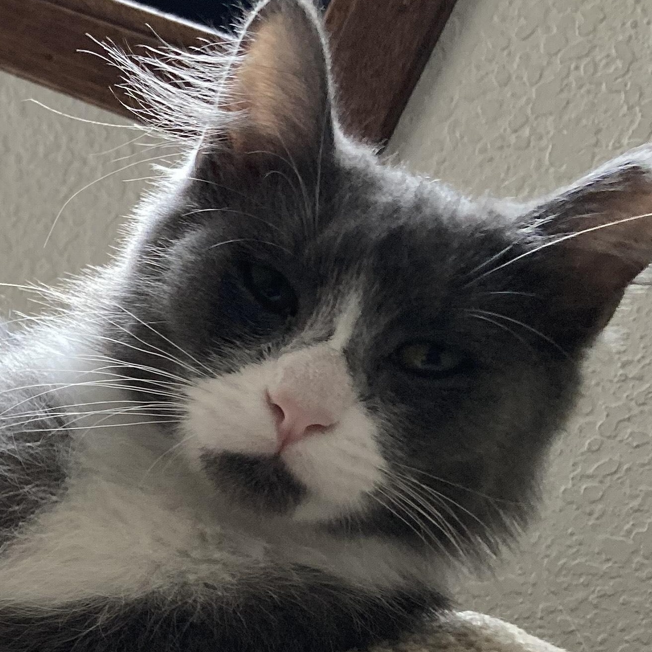 Enlarge THOR (COURTESY POST) , an adoptable Domestic Medium Hair in Puyallup, WA image 2/6