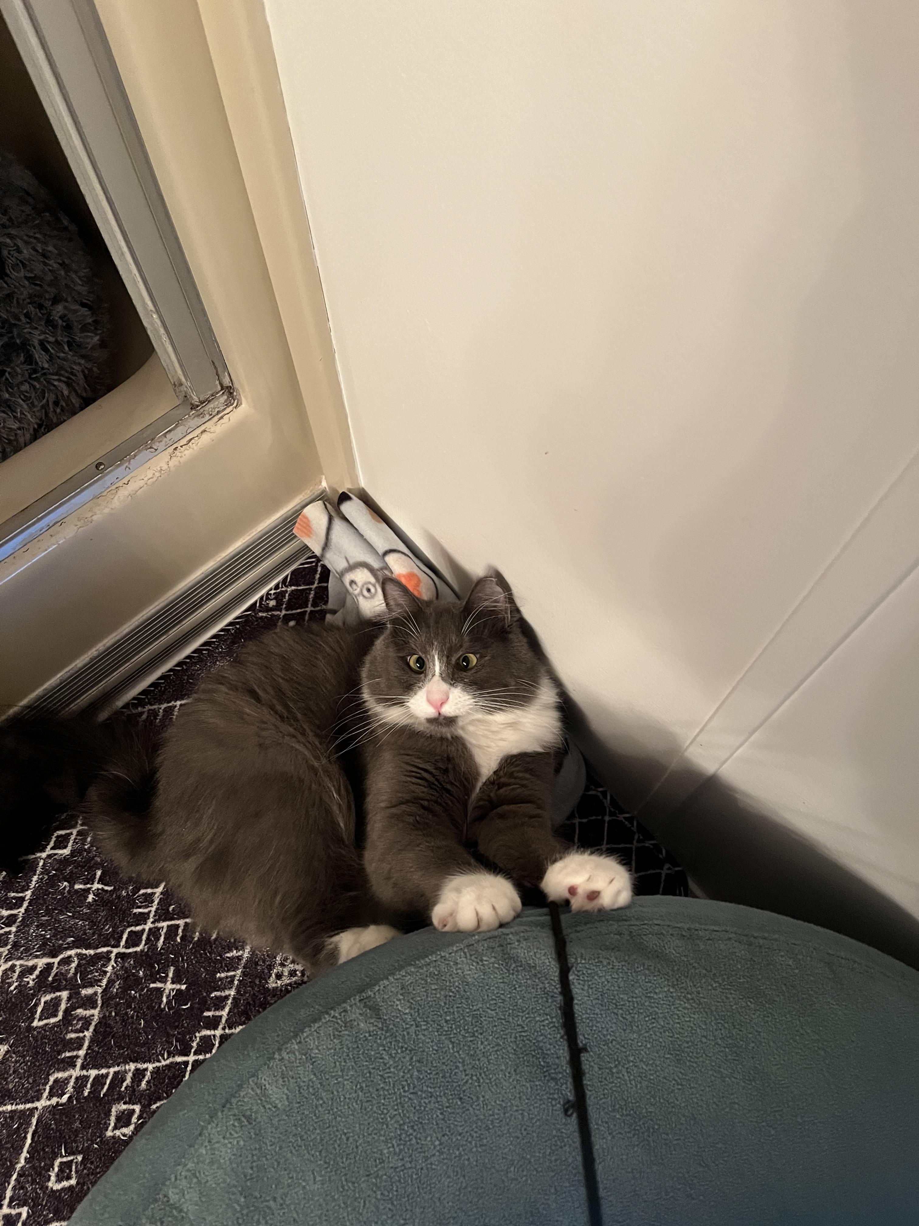 Enlarge THOR (COURTESY POST) , an adoptable Domestic Medium Hair in Puyallup, WA image 3/6