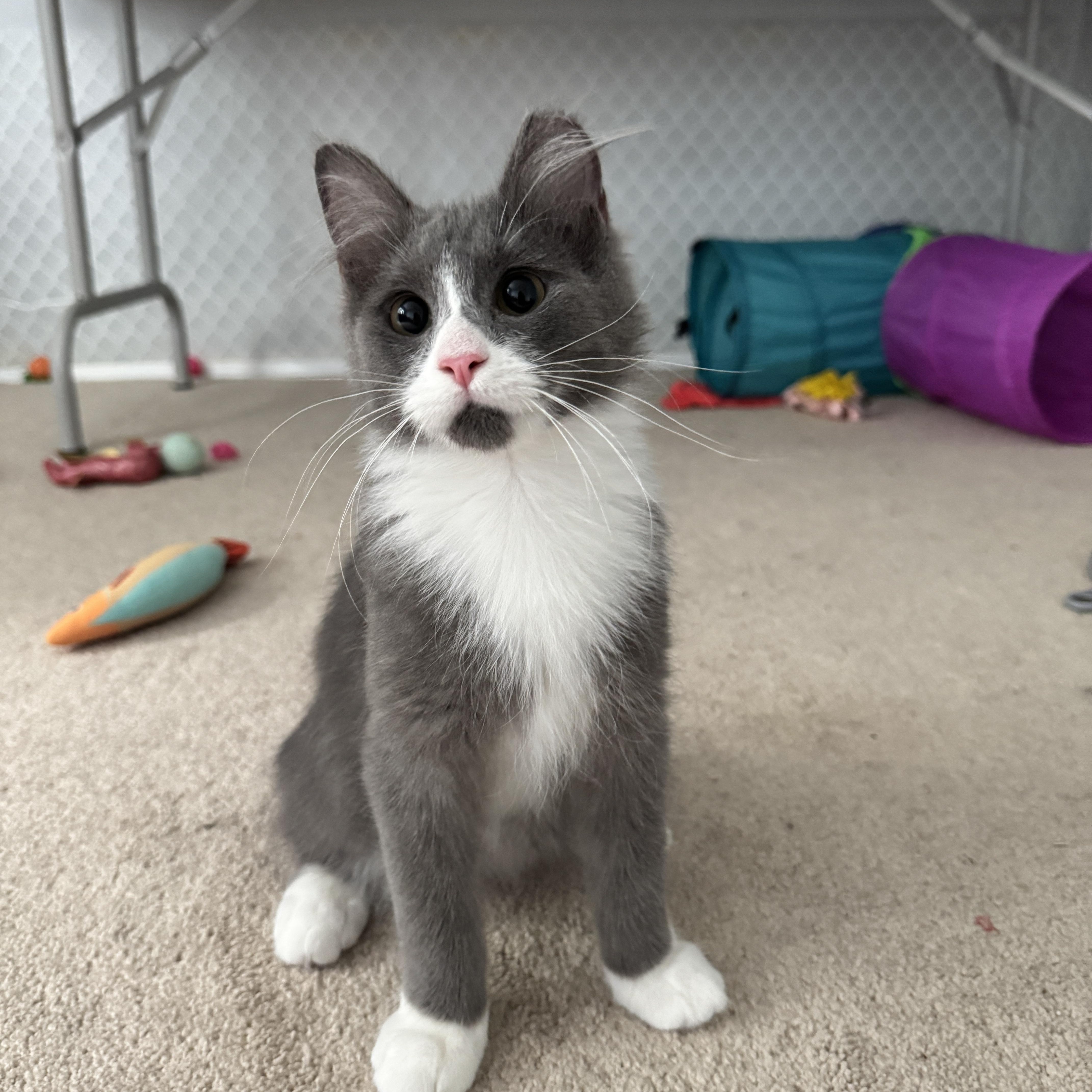 Enlarge THOR (COURTESY POST) , an adoptable Domestic Medium Hair in Puyallup, WA image 4/6
