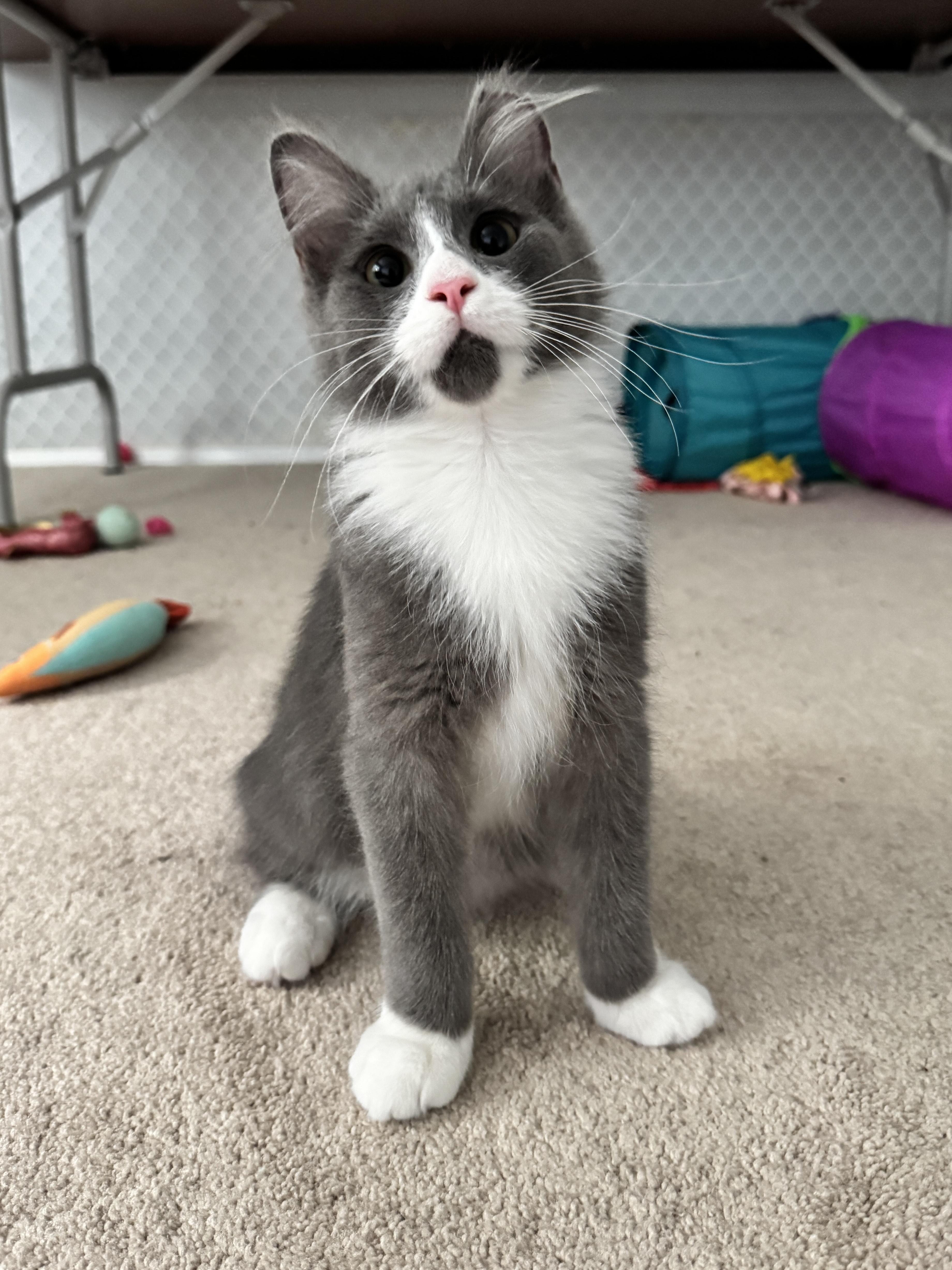 Enlarge THOR (COURTESY POST) , an adoptable Domestic Medium Hair in Puyallup, WA image 1/6