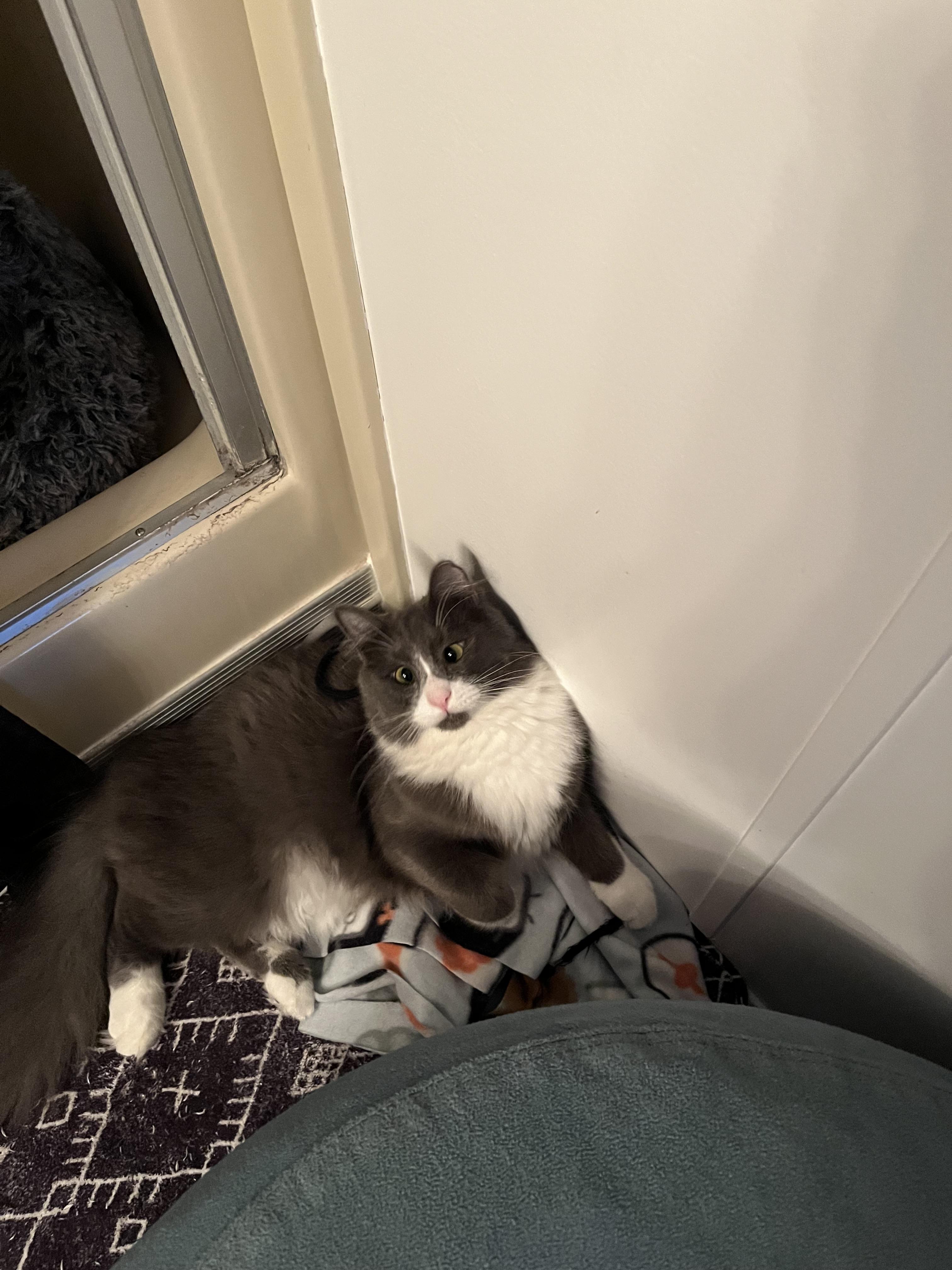 Enlarge THOR (COURTESY POST) , an adoptable Domestic Medium Hair in Puyallup, WA image 5/6