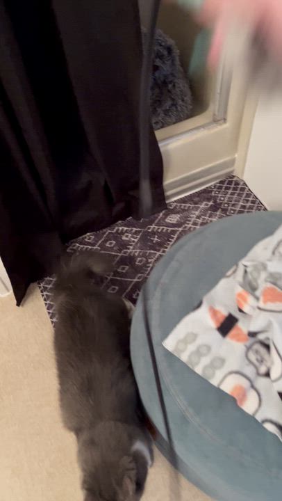 Enlarge THOR (COURTESY POST) , an adoptable Domestic Medium Hair in Puyallup, WA video 6/6