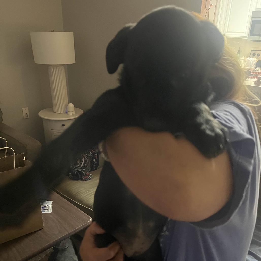 Enlarge Acadia, a Adoptable Mixed Breed in Waco, TX image 1/3