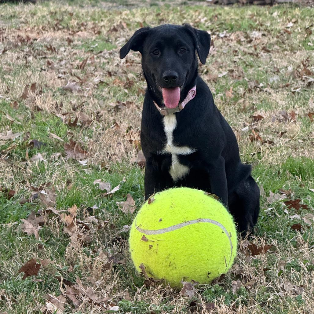 Enlarge Acadia, a Adoptable Mixed Breed in Waco, TX image 2/6
