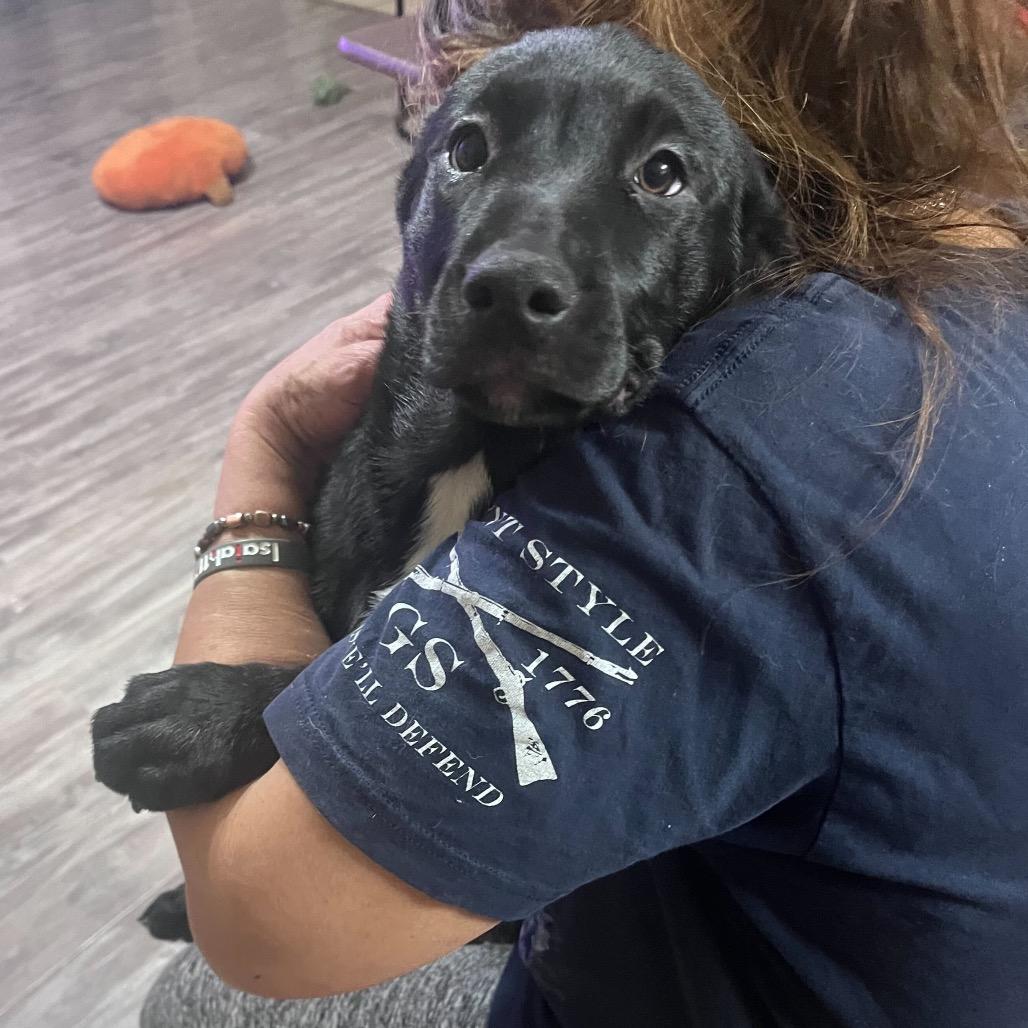 Enlarge Acadia, a Adoptable Mixed Breed in Waco, TX image 2/3