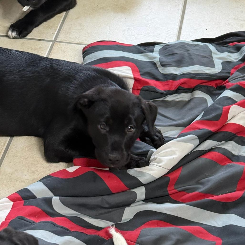 Enlarge Acadia, a Adoptable Mixed Breed in Waco, TX image 3/3