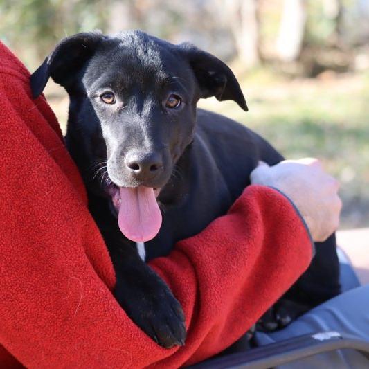 Enlarge Acadia, a Adoptable Mixed Breed in Waco, TX image 5/6