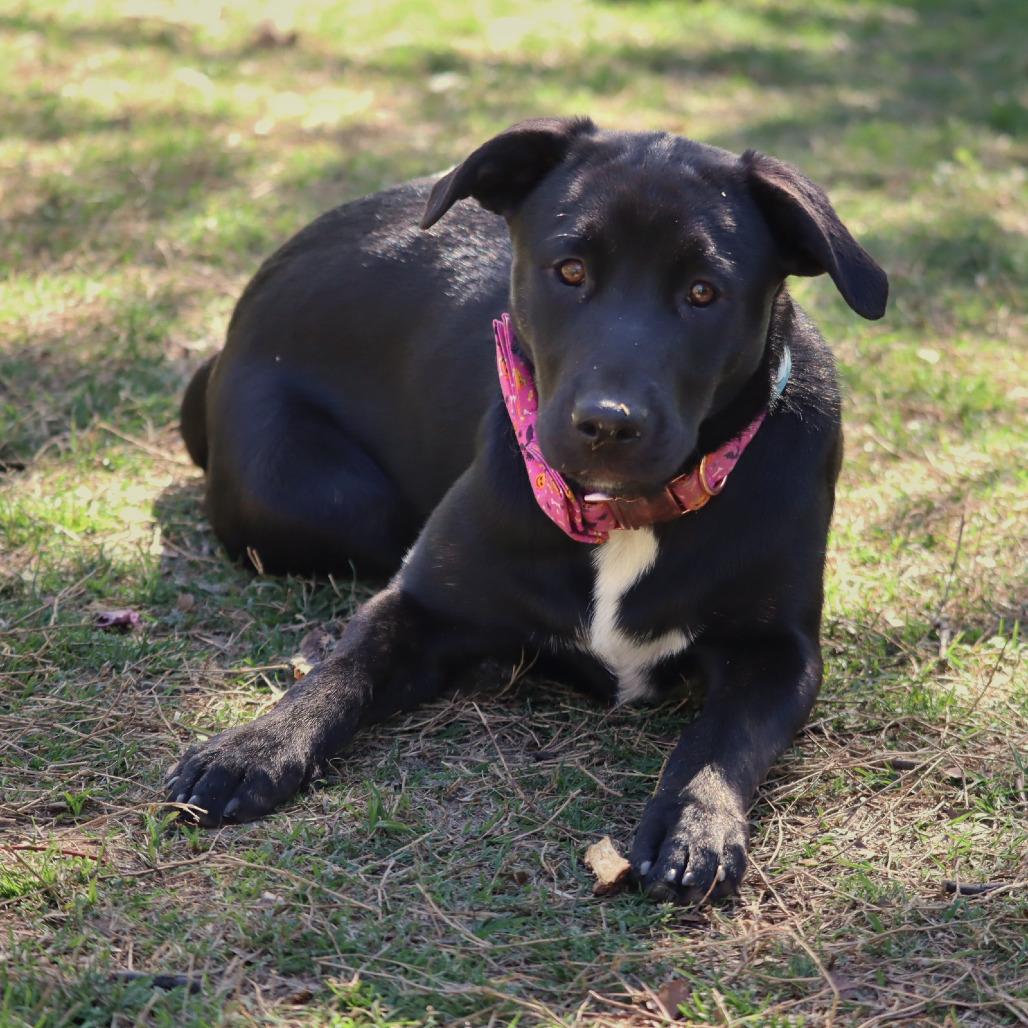 Enlarge Acadia, a Adoptable Mixed Breed in Waco, TX image 6/6