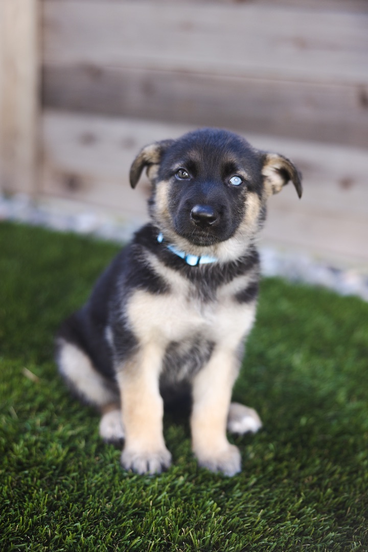 Enlarge Jasmine , a Adopted German Shepherd Dog in Malibu, CA image 1/2