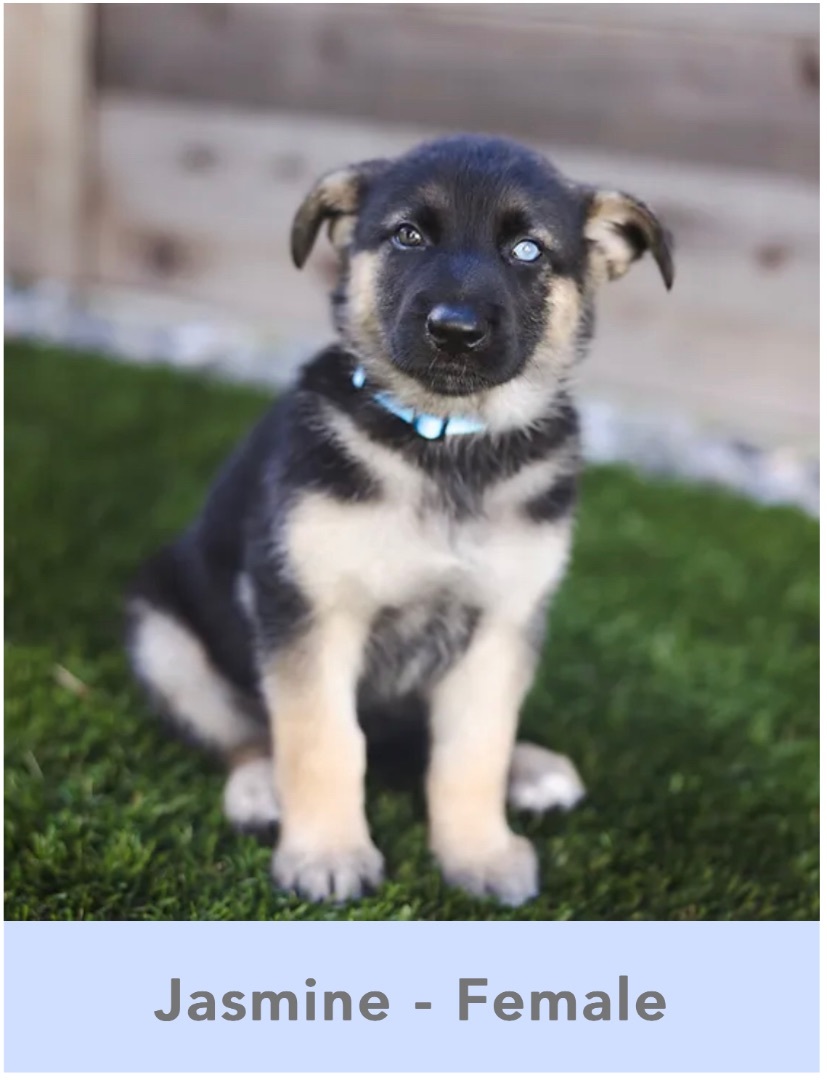 Enlarge Jasmine , a Adopted German Shepherd Dog in Malibu, CA image 2/2