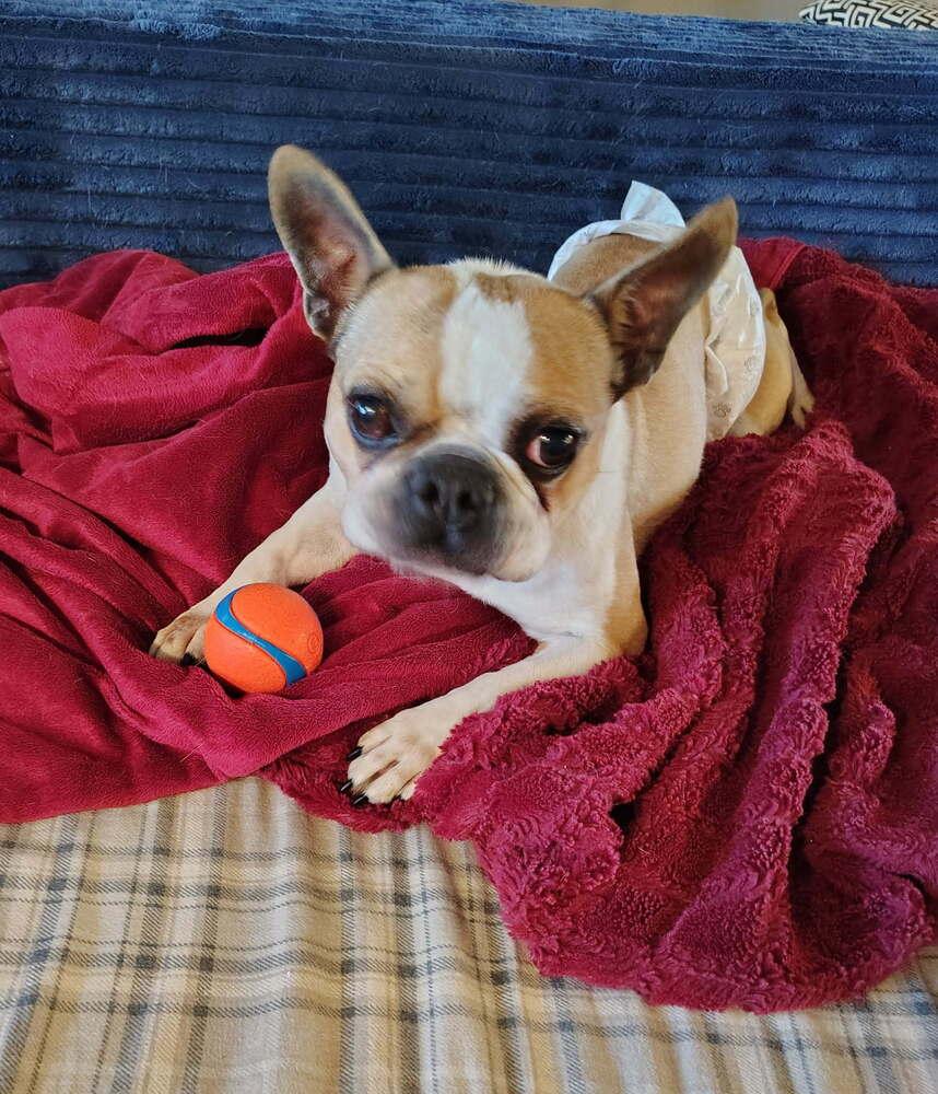 Enlarge Oliver Beecher-4608 Bethpage, TN, a Adoptable Boston Terrier in Maryville, TN image 2/3
