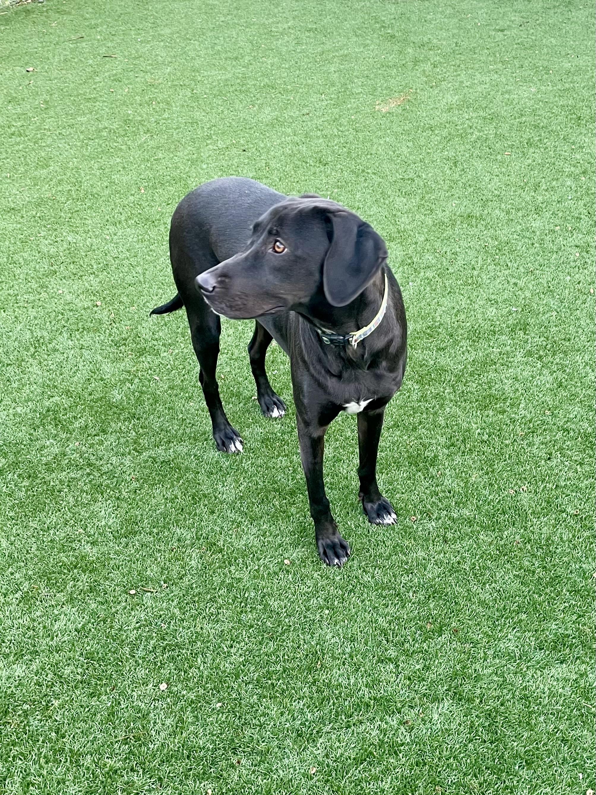 Daisy — thumbnail 3