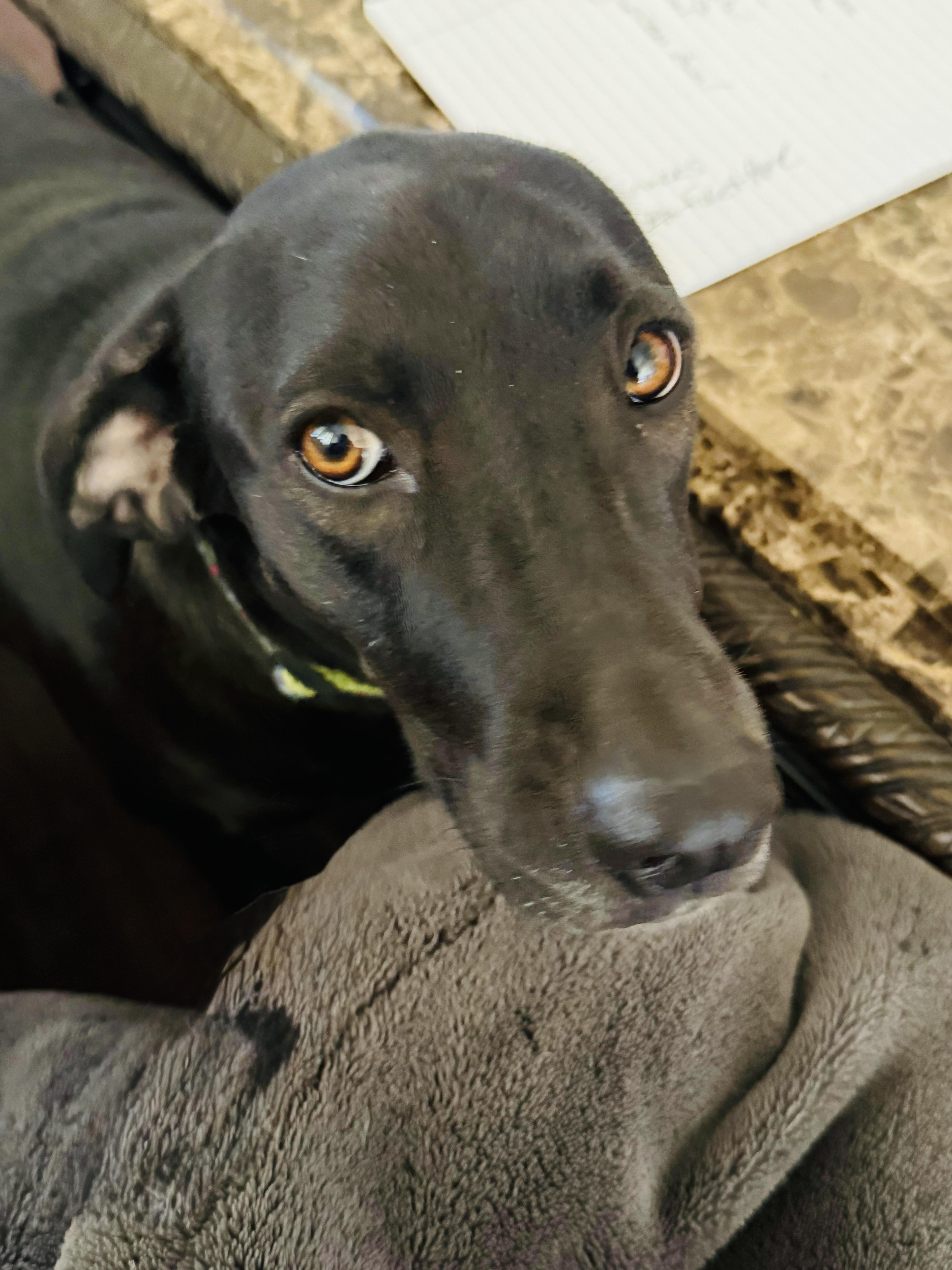 Daisy — thumbnail 4