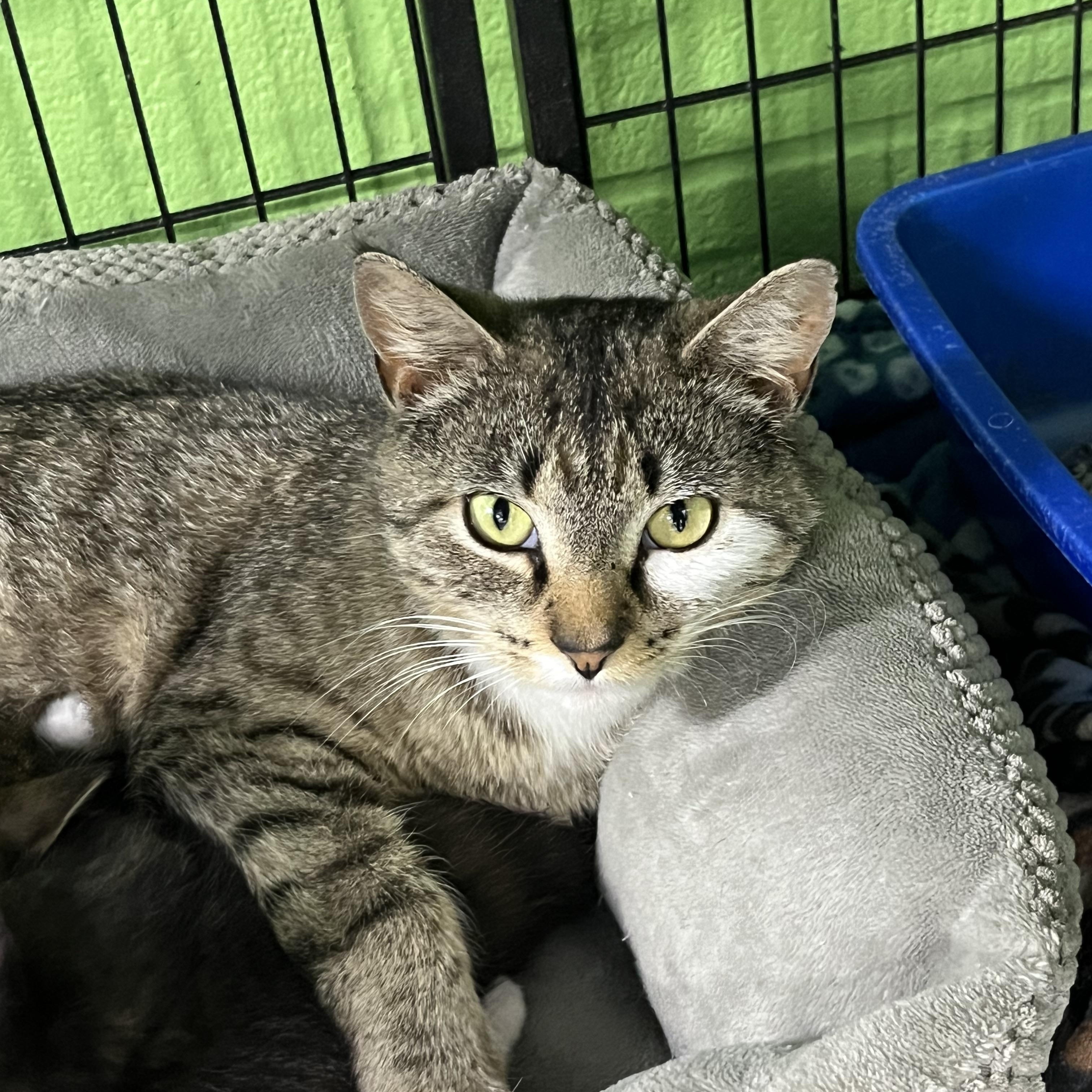 Dolly, ADOPTABLE, Young Female Tabby.