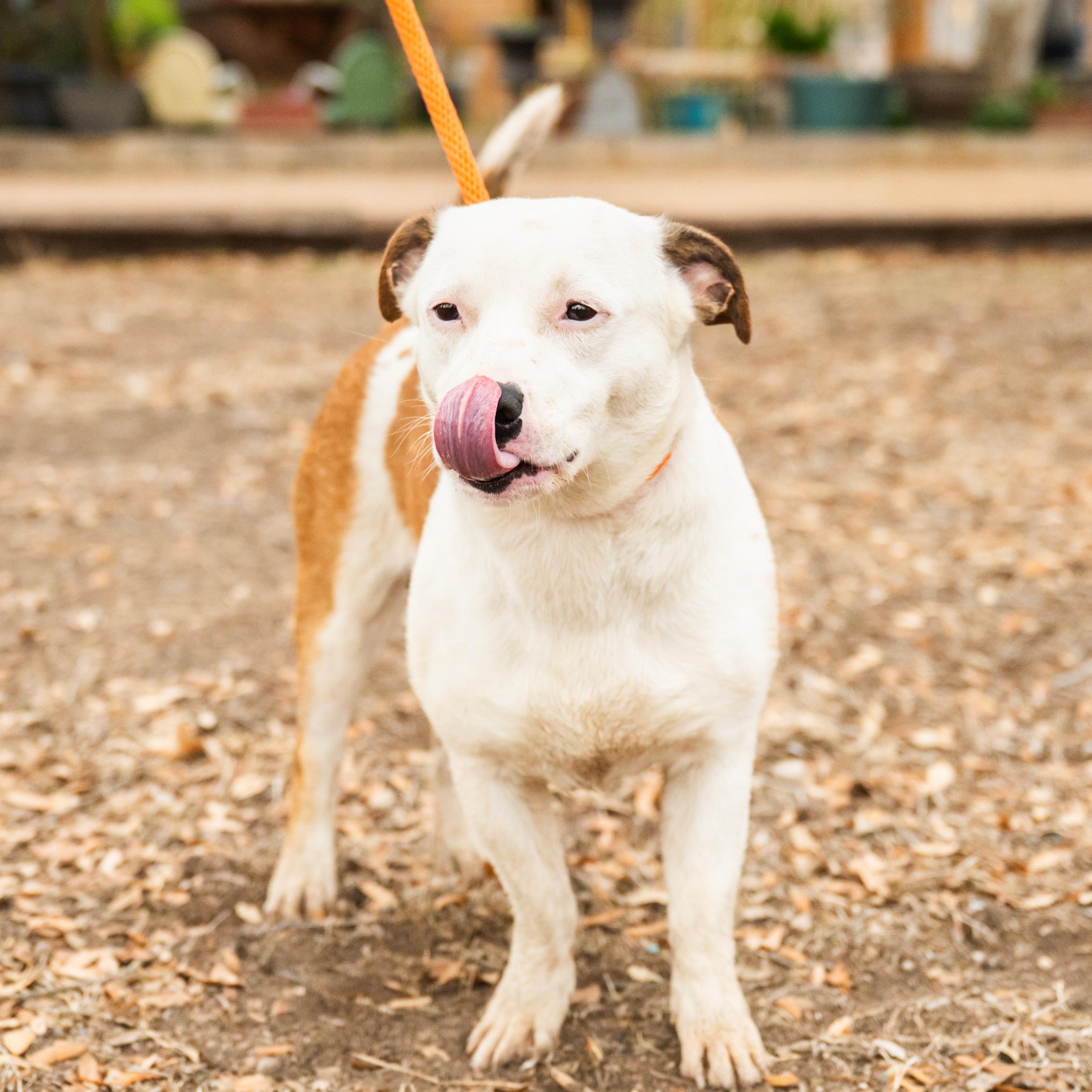 Enlarge Rico, a ADOPTABLE mixed breed in Williston, VT image 3/5