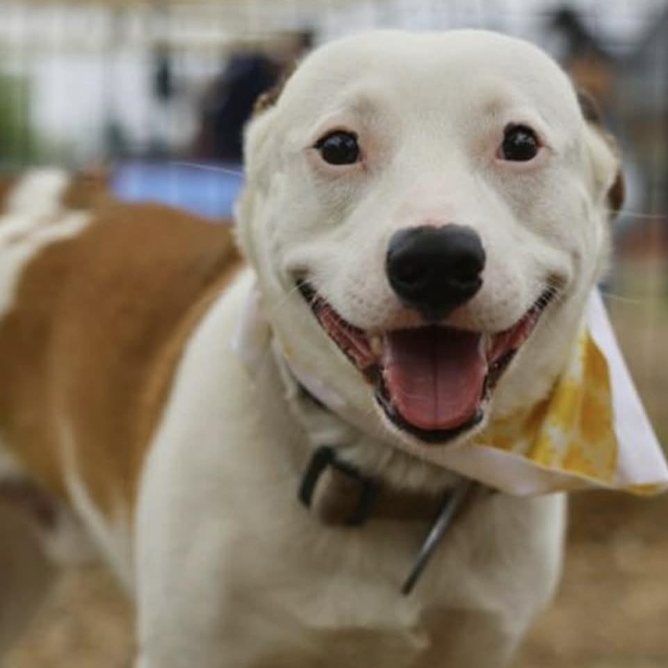 Enlarge Rico, a ADOPTABLE mixed breed in Williston, VT image 2/5