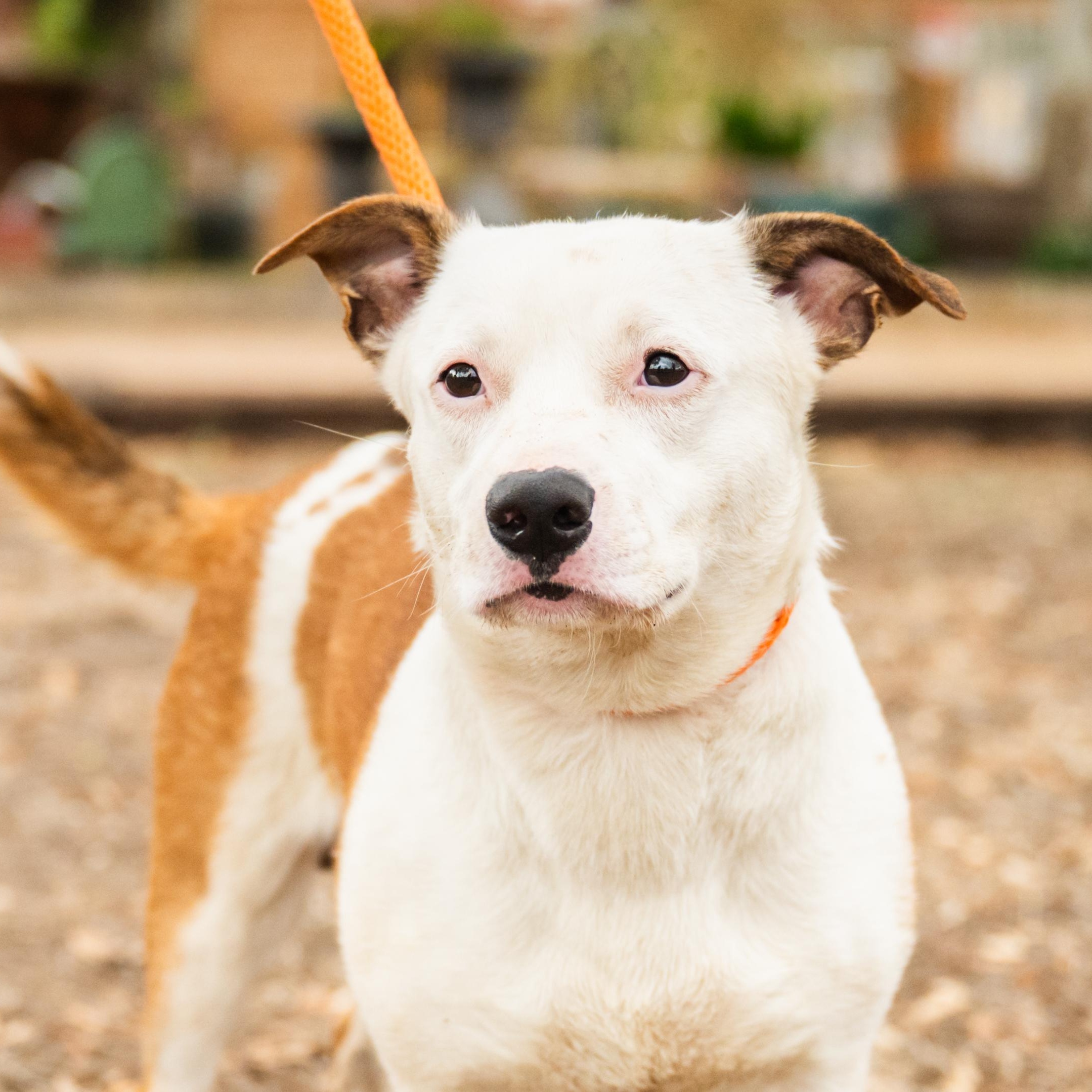 Enlarge Rico, a ADOPTABLE mixed breed in Williston, VT image 5/5