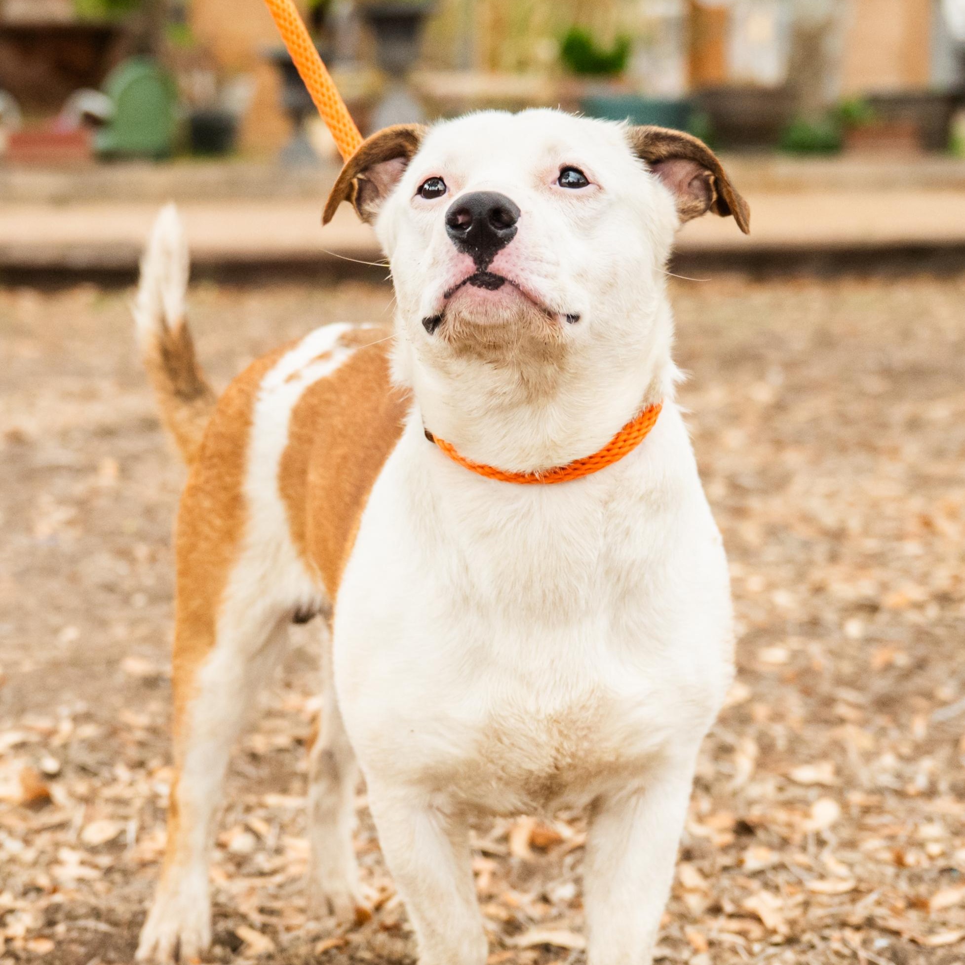 Enlarge Rico, a ADOPTABLE mixed breed in Williston, VT image 1/5