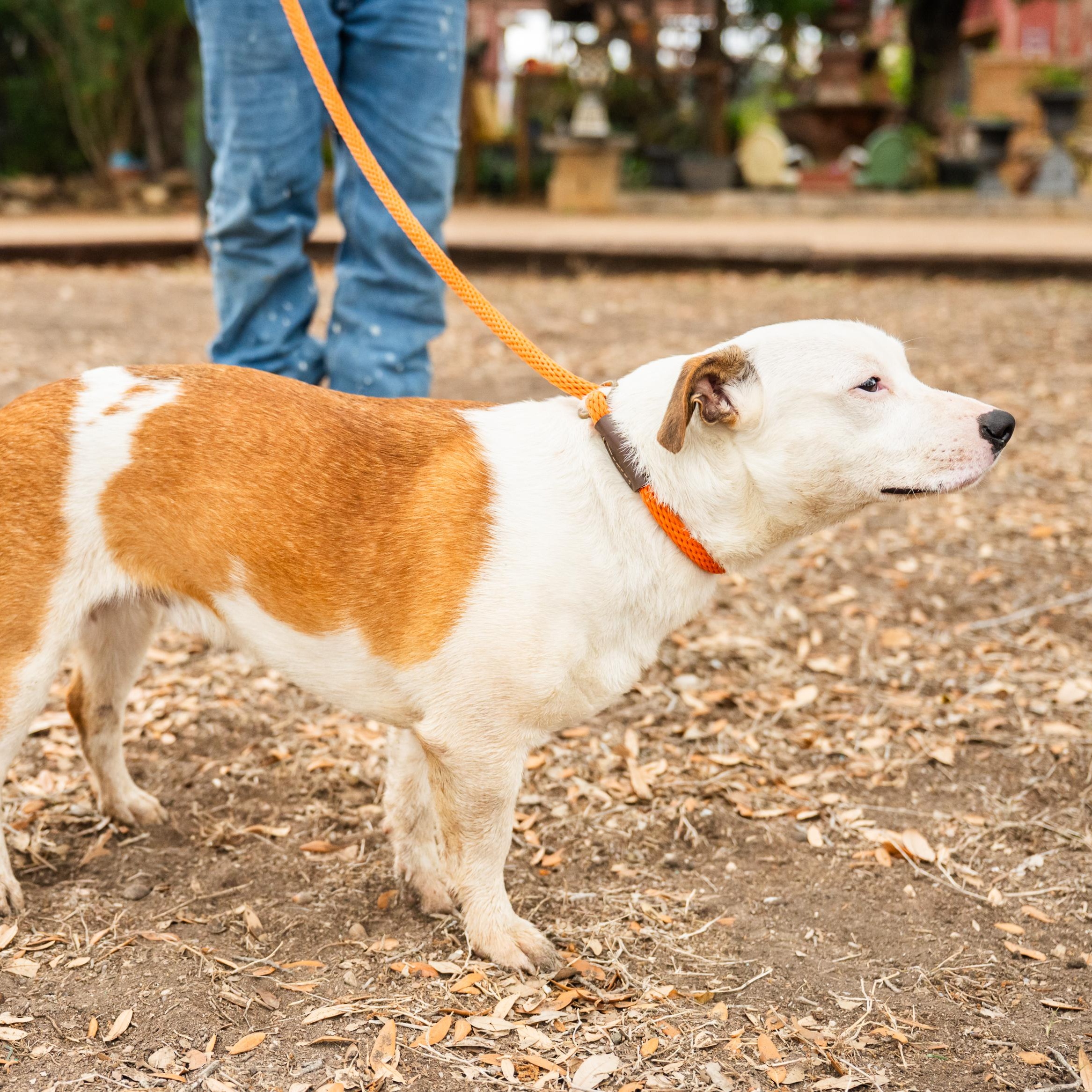 Enlarge Rico, a ADOPTABLE mixed breed in Williston, VT image 4/5