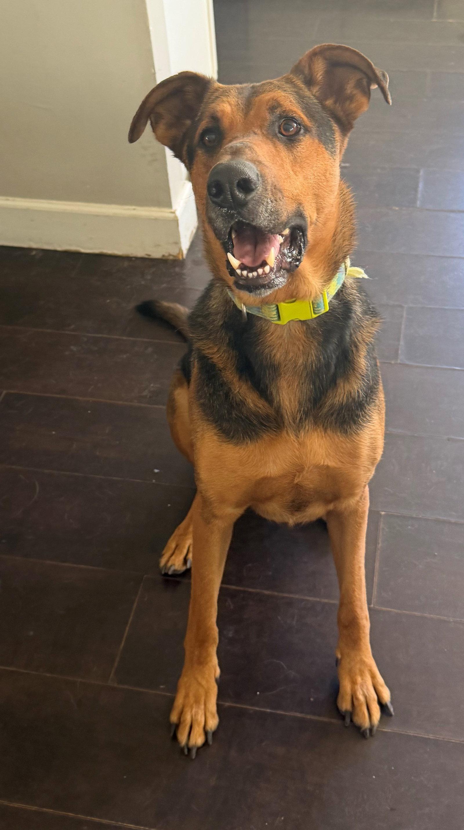 Enlarge Tucker, a Adoptable mixed breed in Oceanside, CA image 1/3