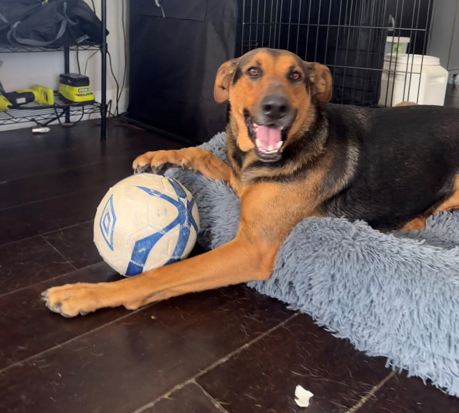 Enlarge Tucker, a Adoptable mixed breed in Oceanside, CA image 2/3