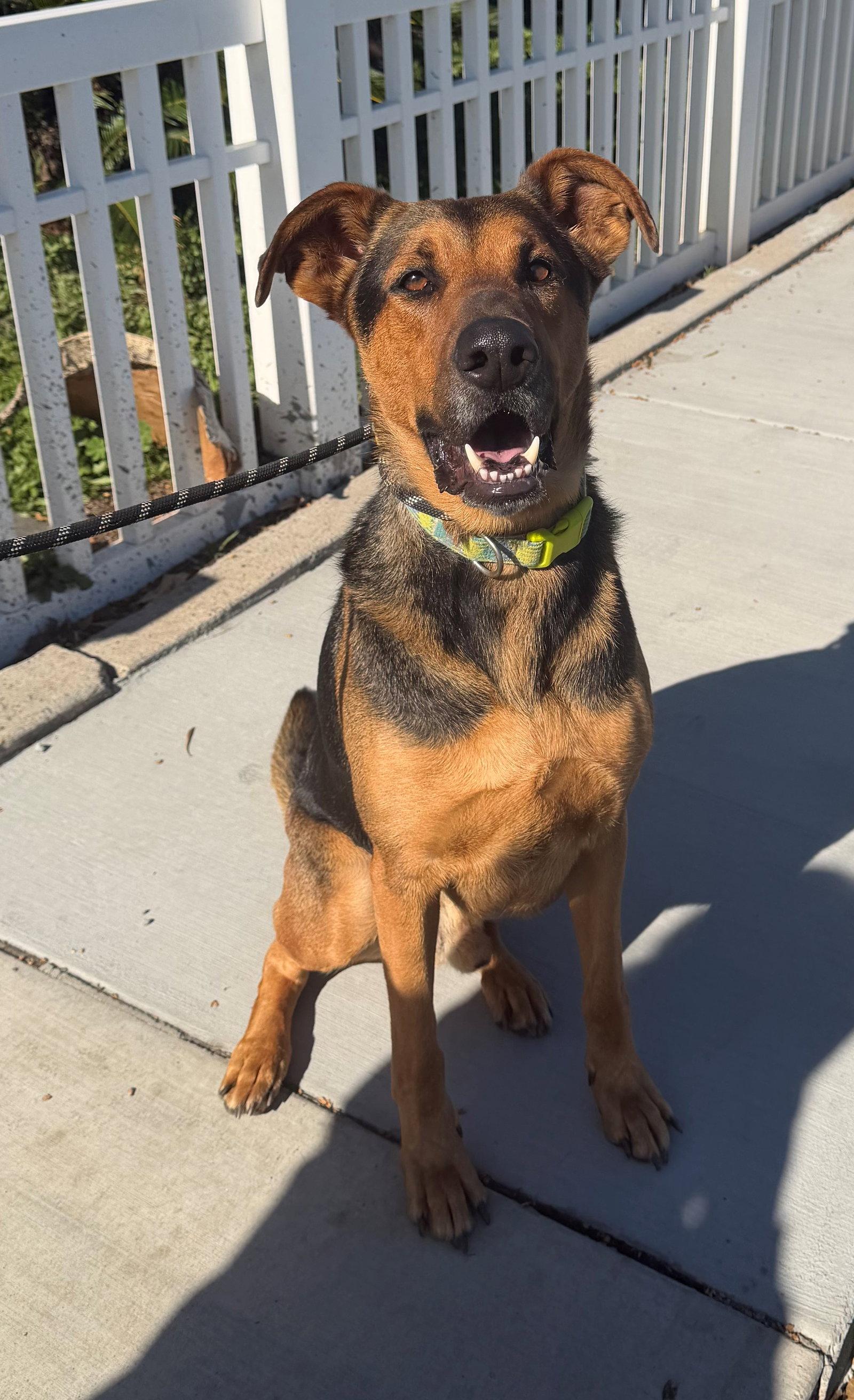 Enlarge Tucker, a Adoptable mixed breed in Oceanside, CA image 3/3