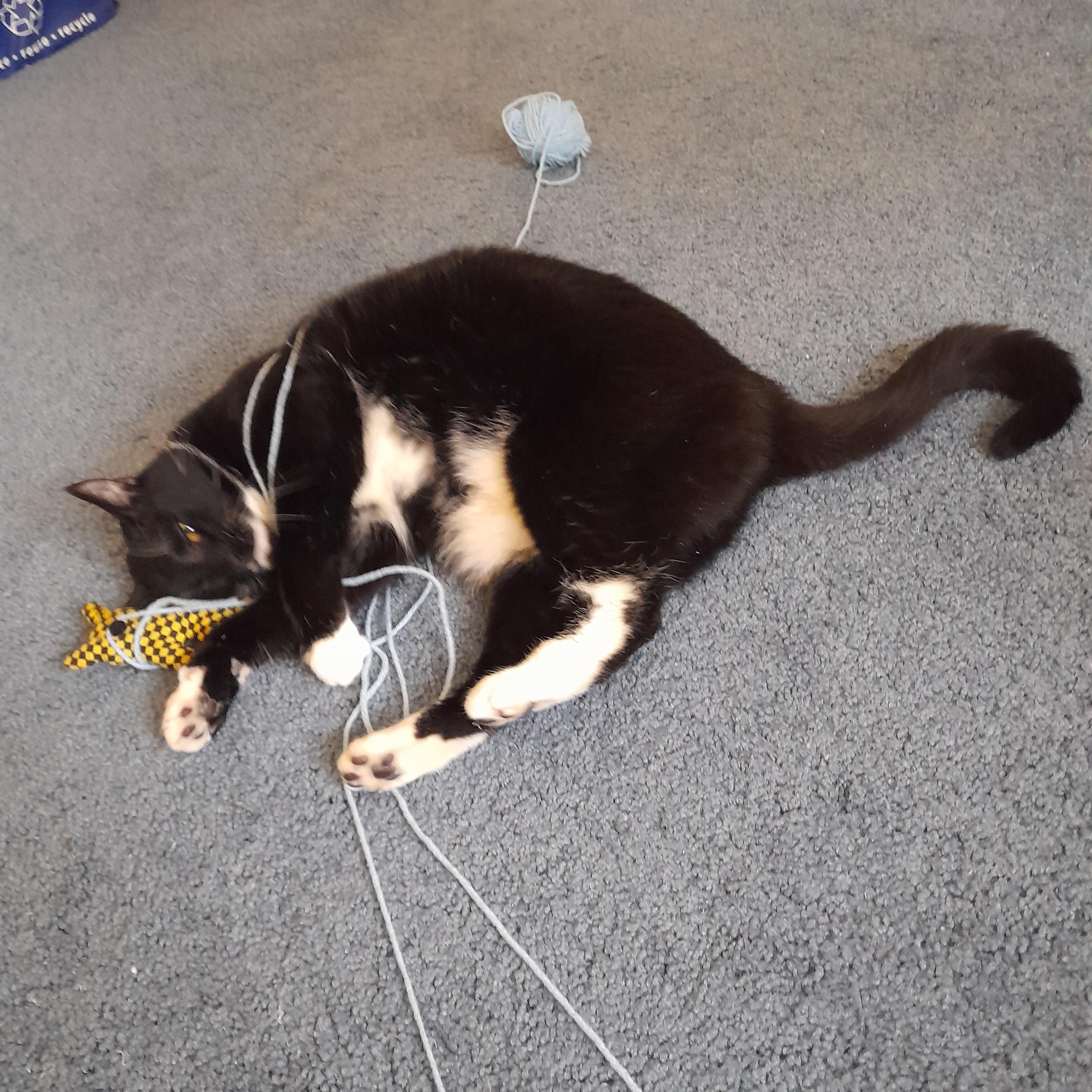 Enlarge Hugs-Our Sweetheart-Adoption Fee Waived!, an adoptable mixed breed in Laurel, MD image 4/6