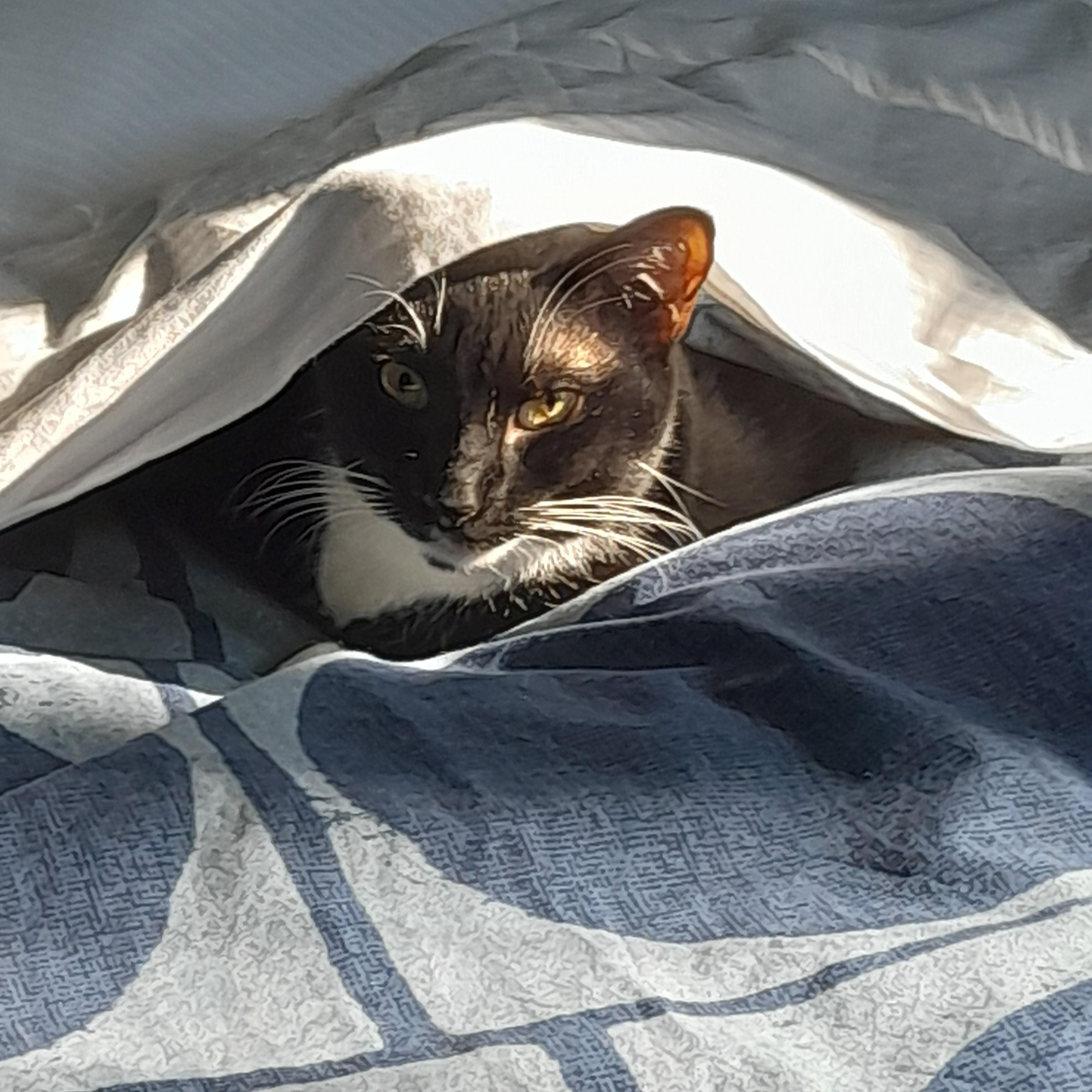 Enlarge Hugs-Our Sweetheart-Adoption Fee Waived!, an adoptable mixed breed in Laurel, MD image 2/6