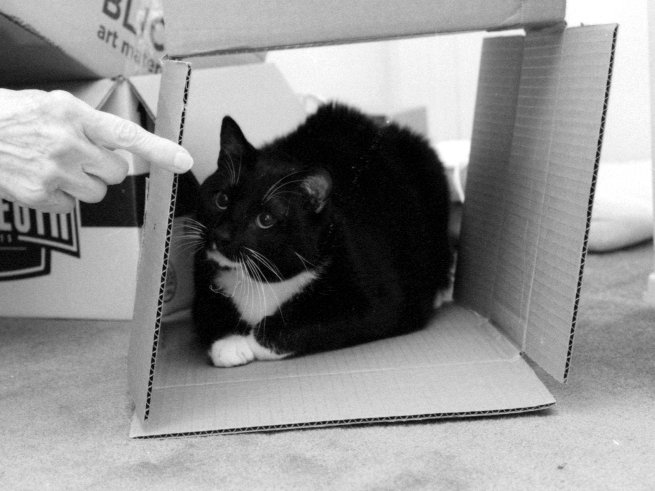 Enlarge Hugs-Our Sweetheart-Adoption Fee Waived!, an adoptable mixed breed in Laurel, MD image 5/6